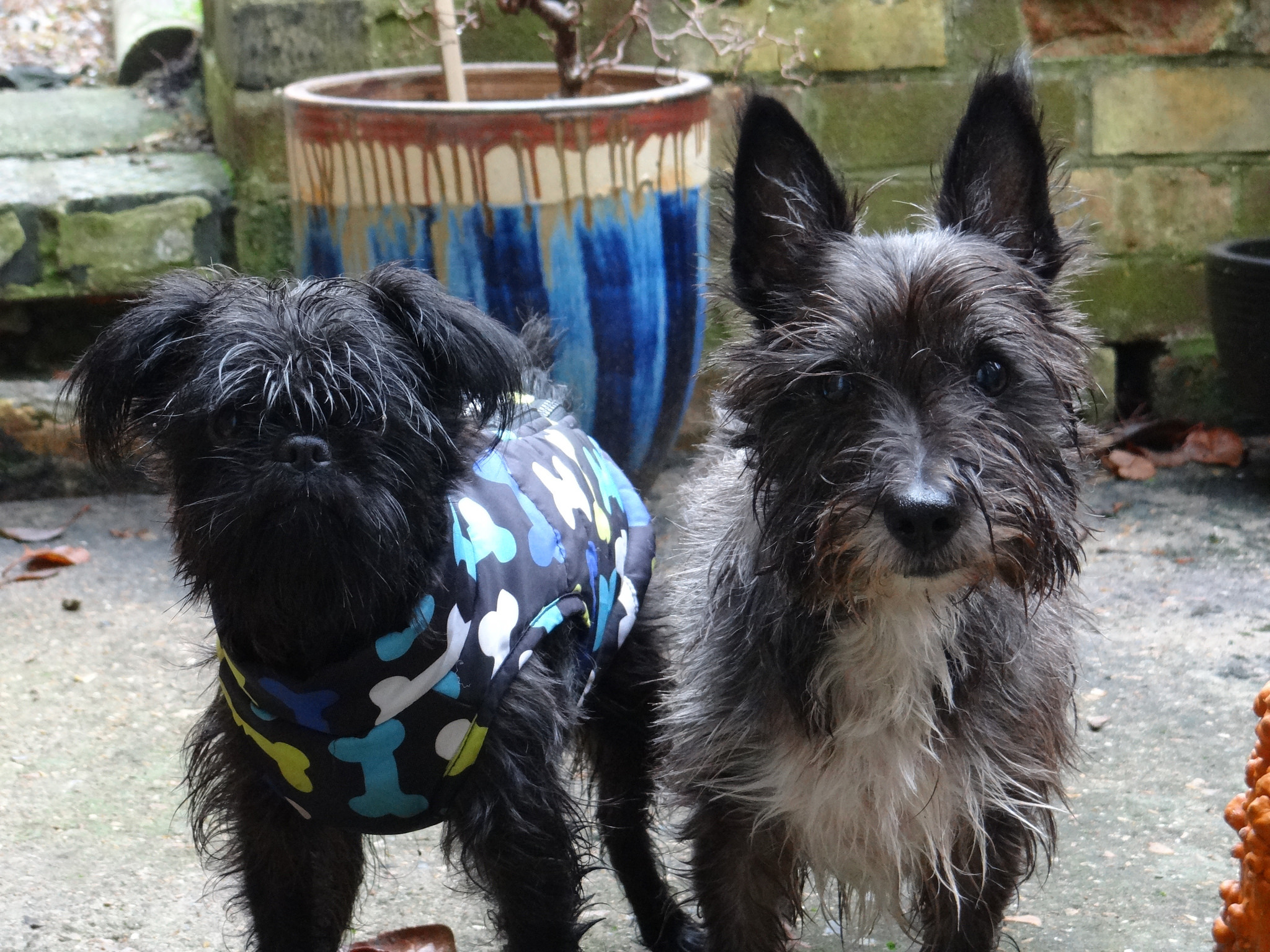 Пара собак аффенпинчеров - обои для рабочего стола, картинки, фото