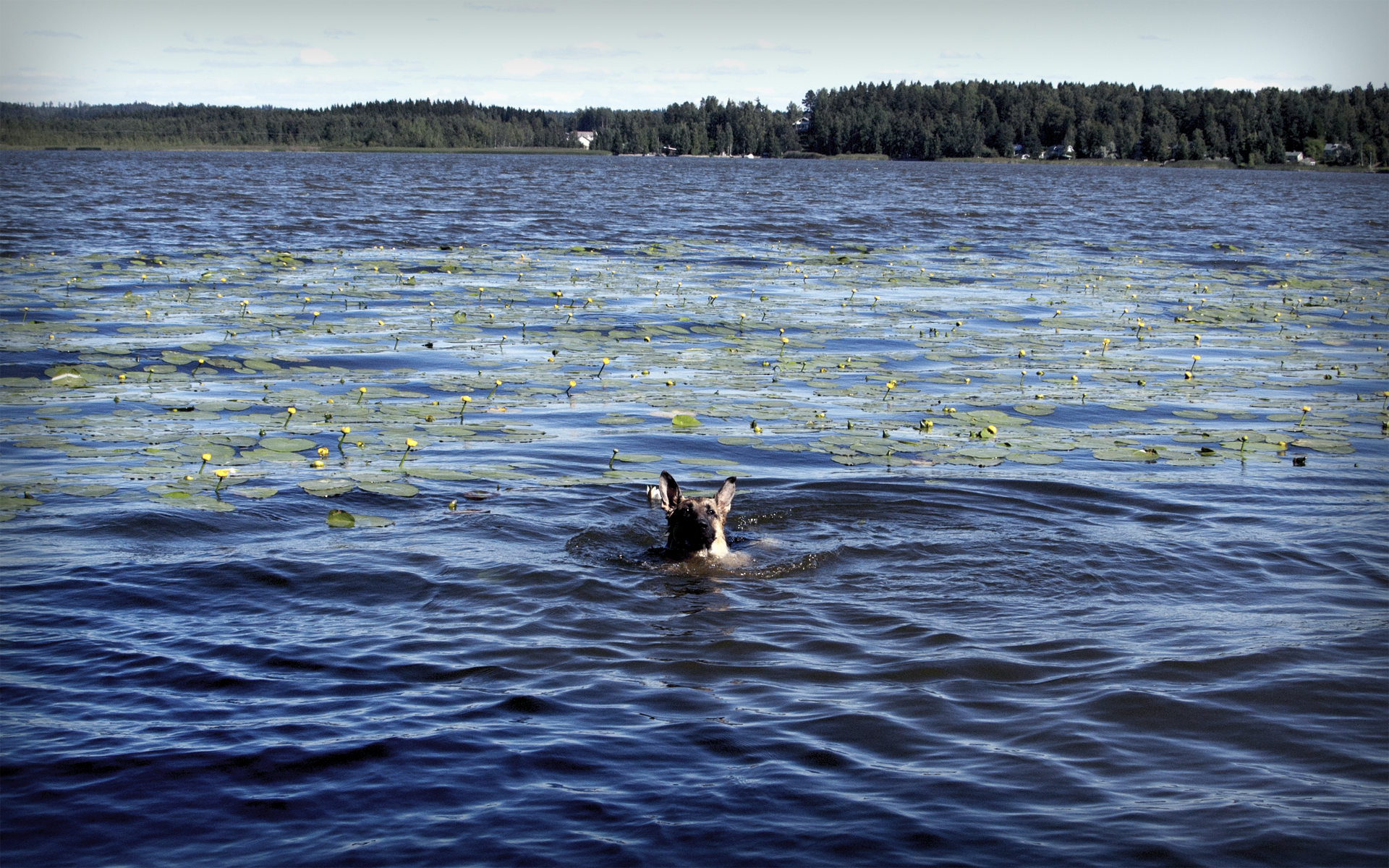 Собака на озере. Собака плывет по реке. Заяц плавает. Собака переплывает реку. Плавает по озеру какой