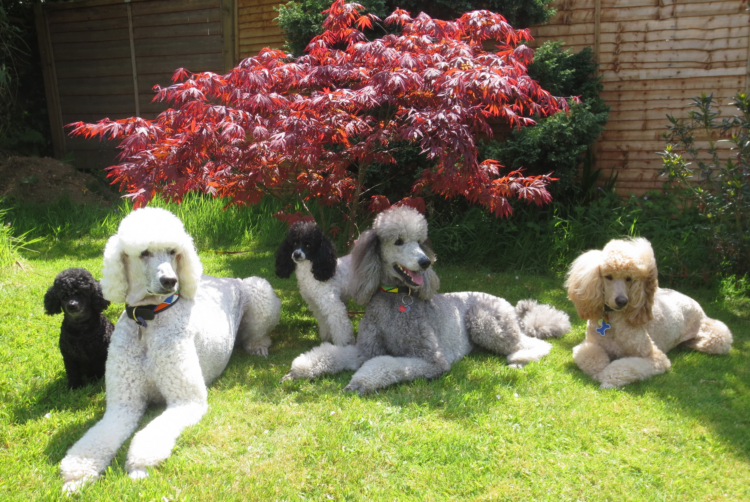 Карликовый пудель коричневый (31 фото) Poodle haircut, Dog haircuts, Toy poodle
