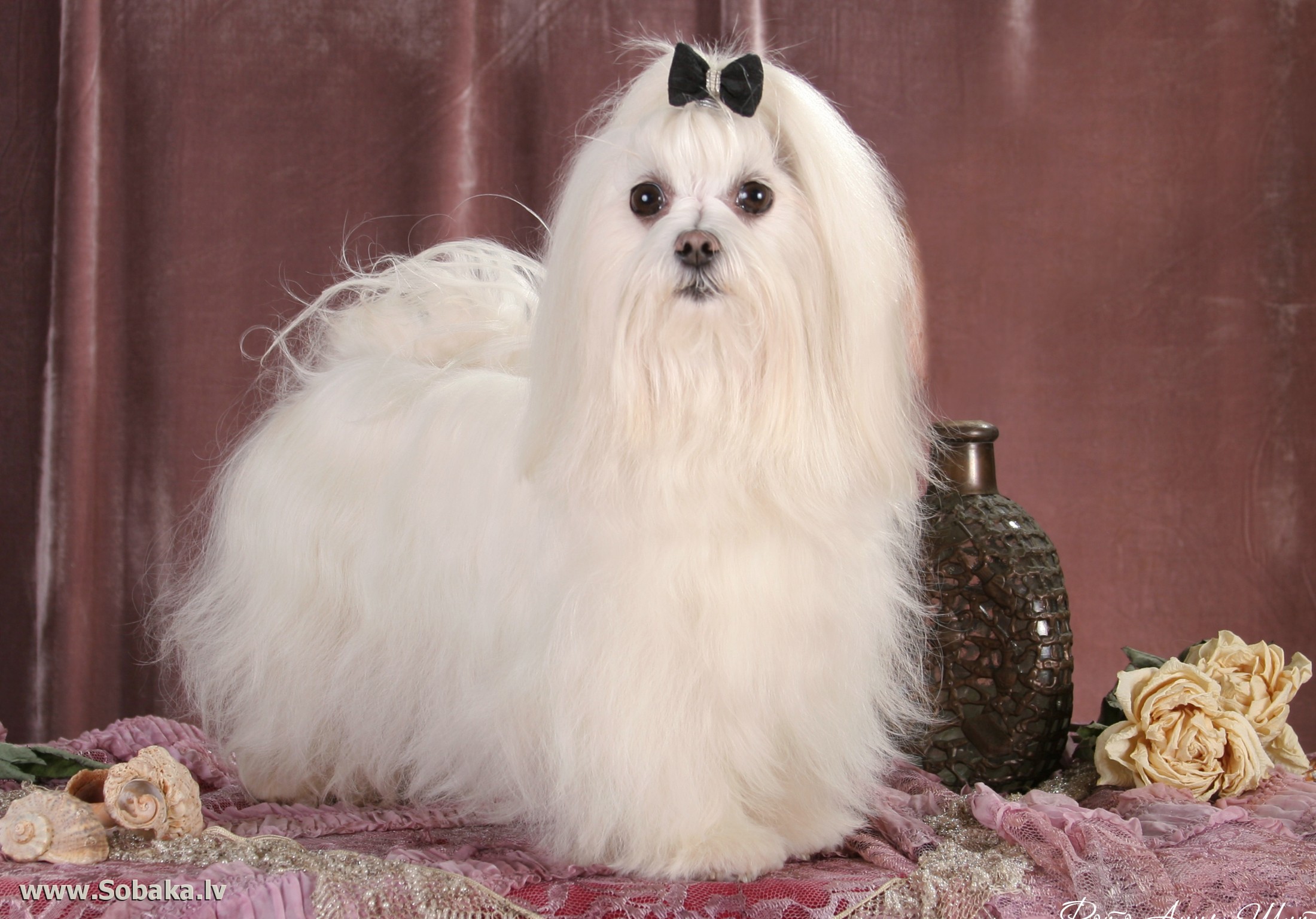 Pin by knitting_love_gram on Maltese Maltese dogs, Teacup puppies maltese, Lap d