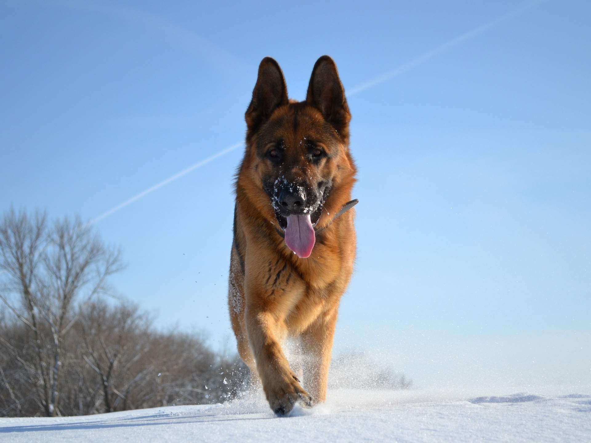 German Shepherd on a winter day wallpapers and images - wallpapers ...