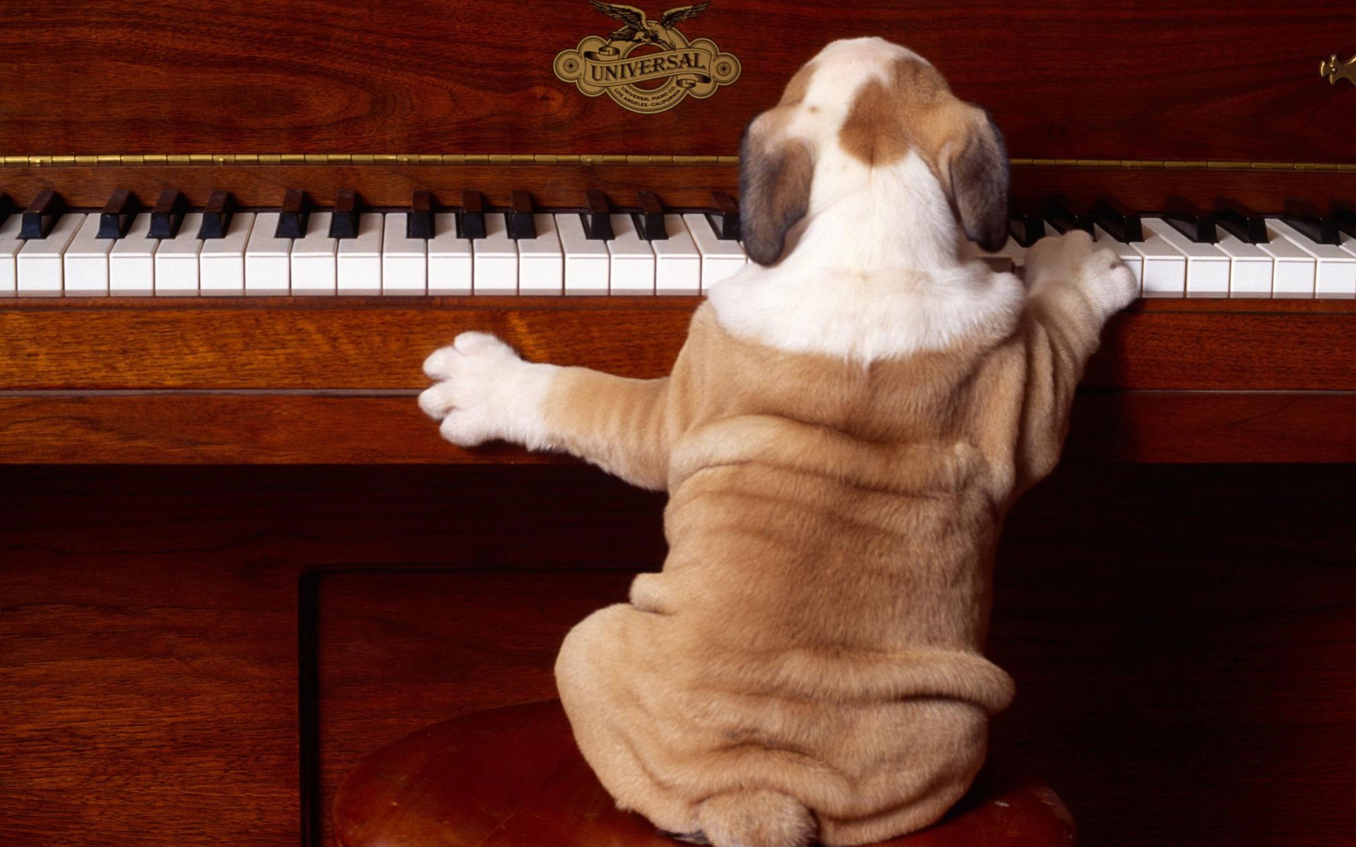 Пение животных. Собака на рояле. Животные музыканты. Собака на пианино. Животные с музыкальными инструментами.