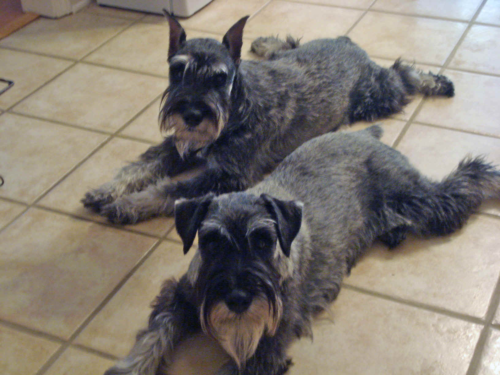 Zastaki.com - Собаки шнауцеры лежат на полу