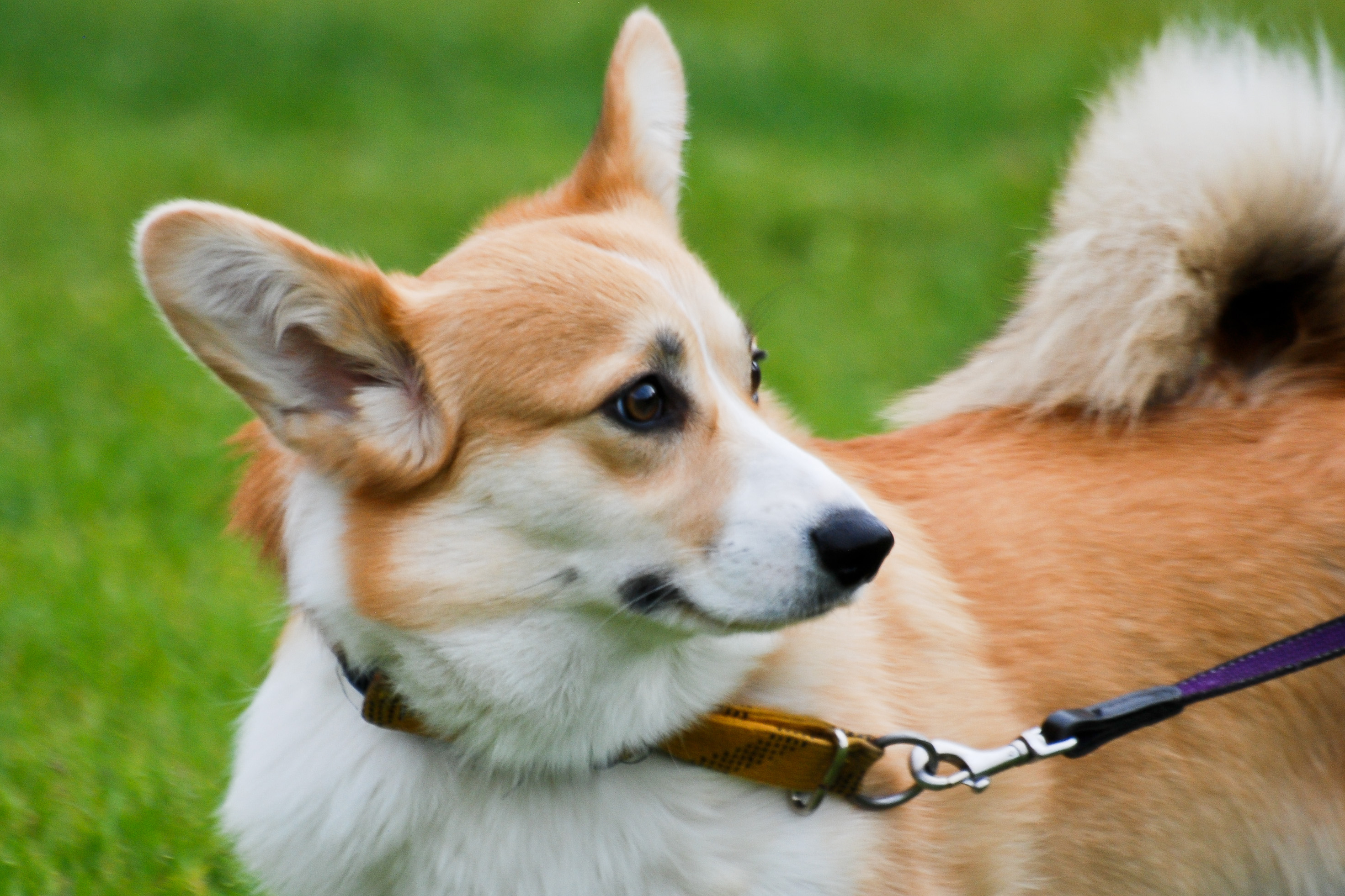 Собака корги. Вельш корги пемброк поводок. Корги пемброк фото. Поводки для корги пемброк
