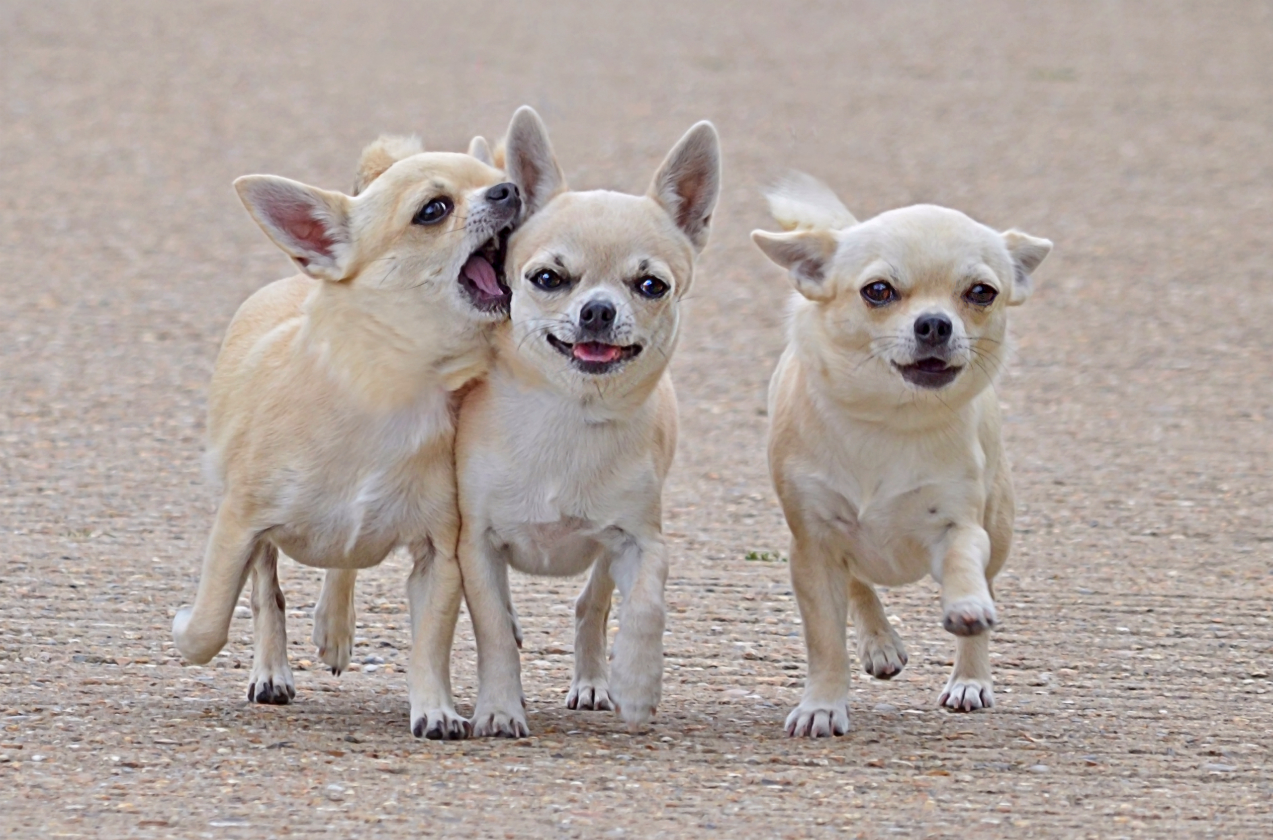 Собачки например. Порода собак чихуахуа. Чихуахуа короткошерстные. Карликовый чихуахуа. Чихуахуа кобби длинношерстный.