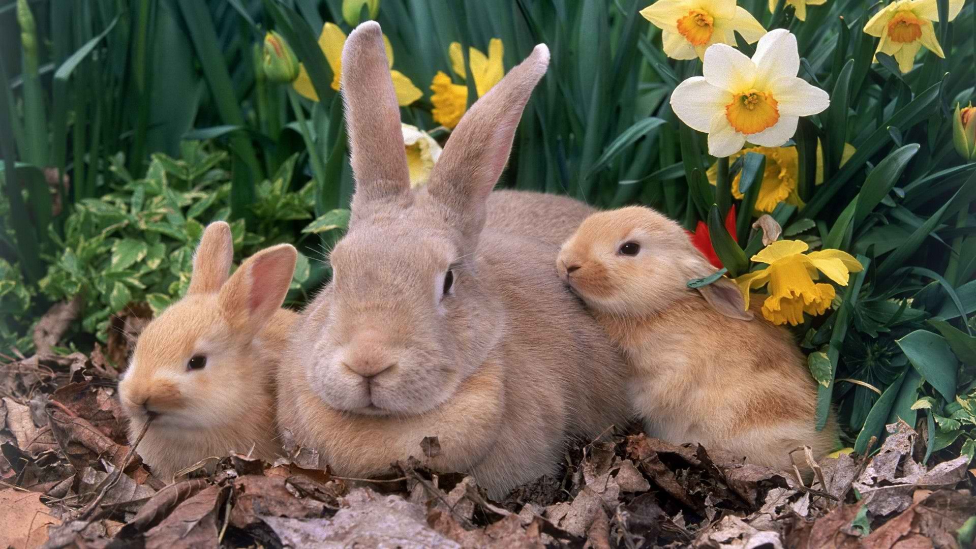 Zastaki.com - Крольчиха с крольчатами