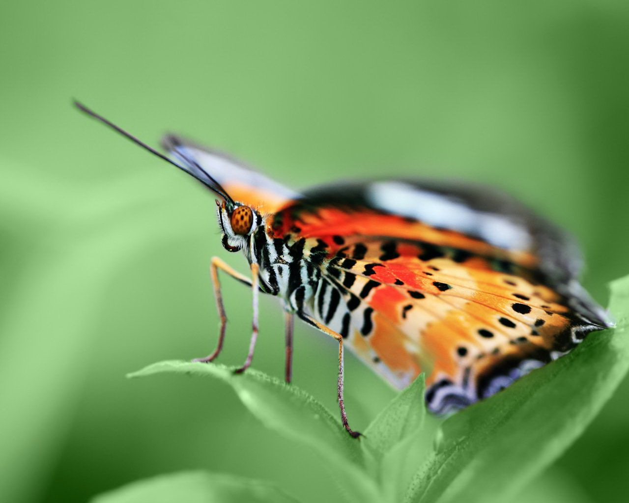 Zastaki.com - Красивая бабочка на листке