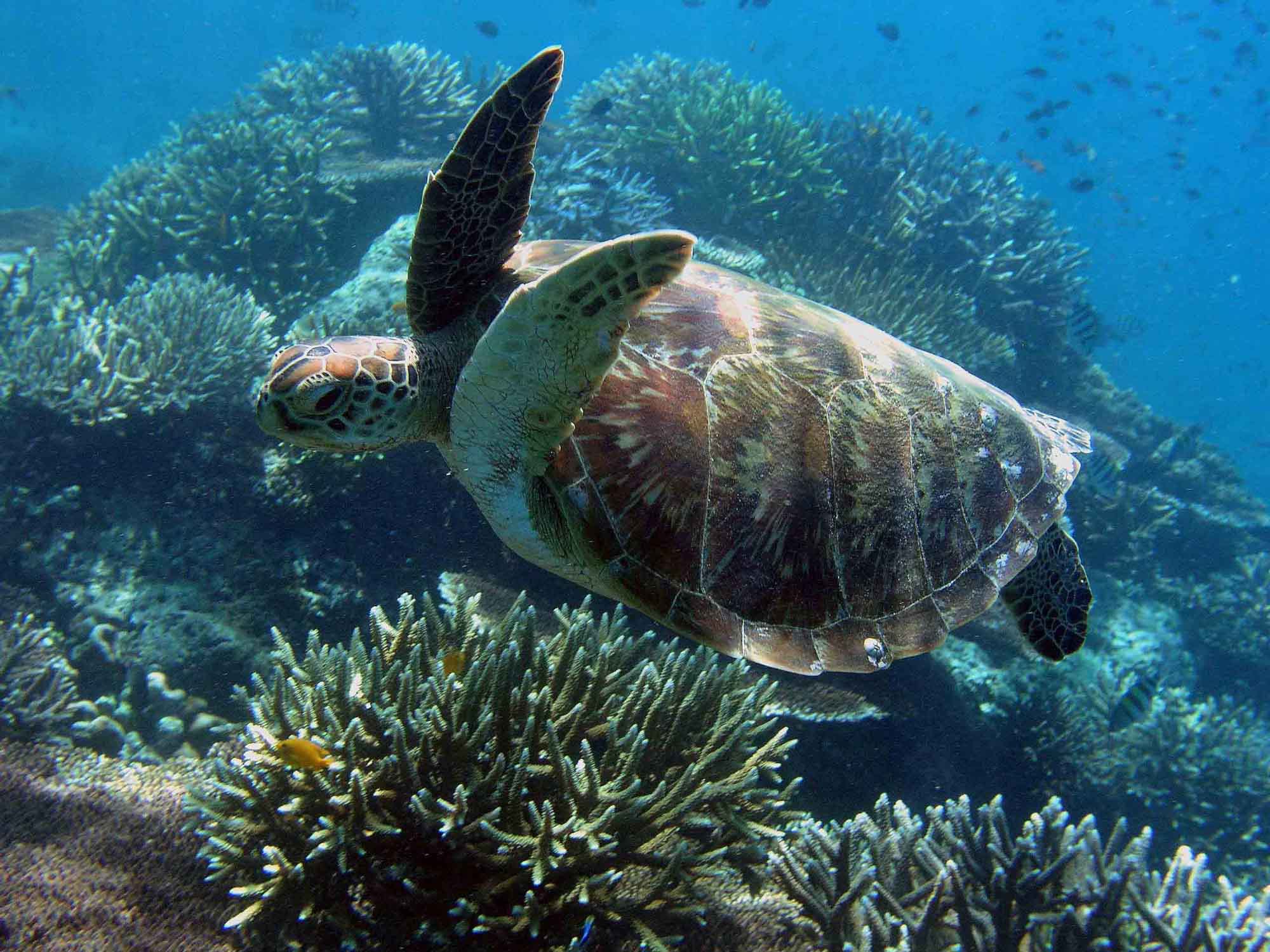Морские обитатели морская черепаха. Черепаха океаническая. Черепаха бисса. Комменсализм морская черепаха. Нектон черепахи.