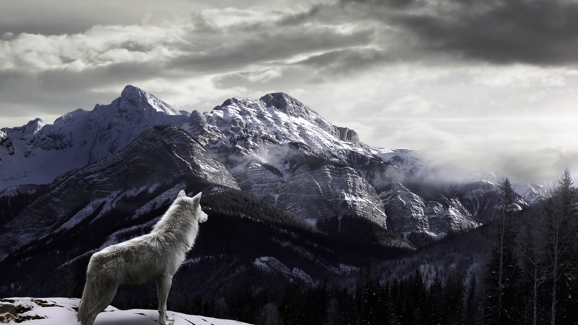 Zastaki.com - Волк в горах