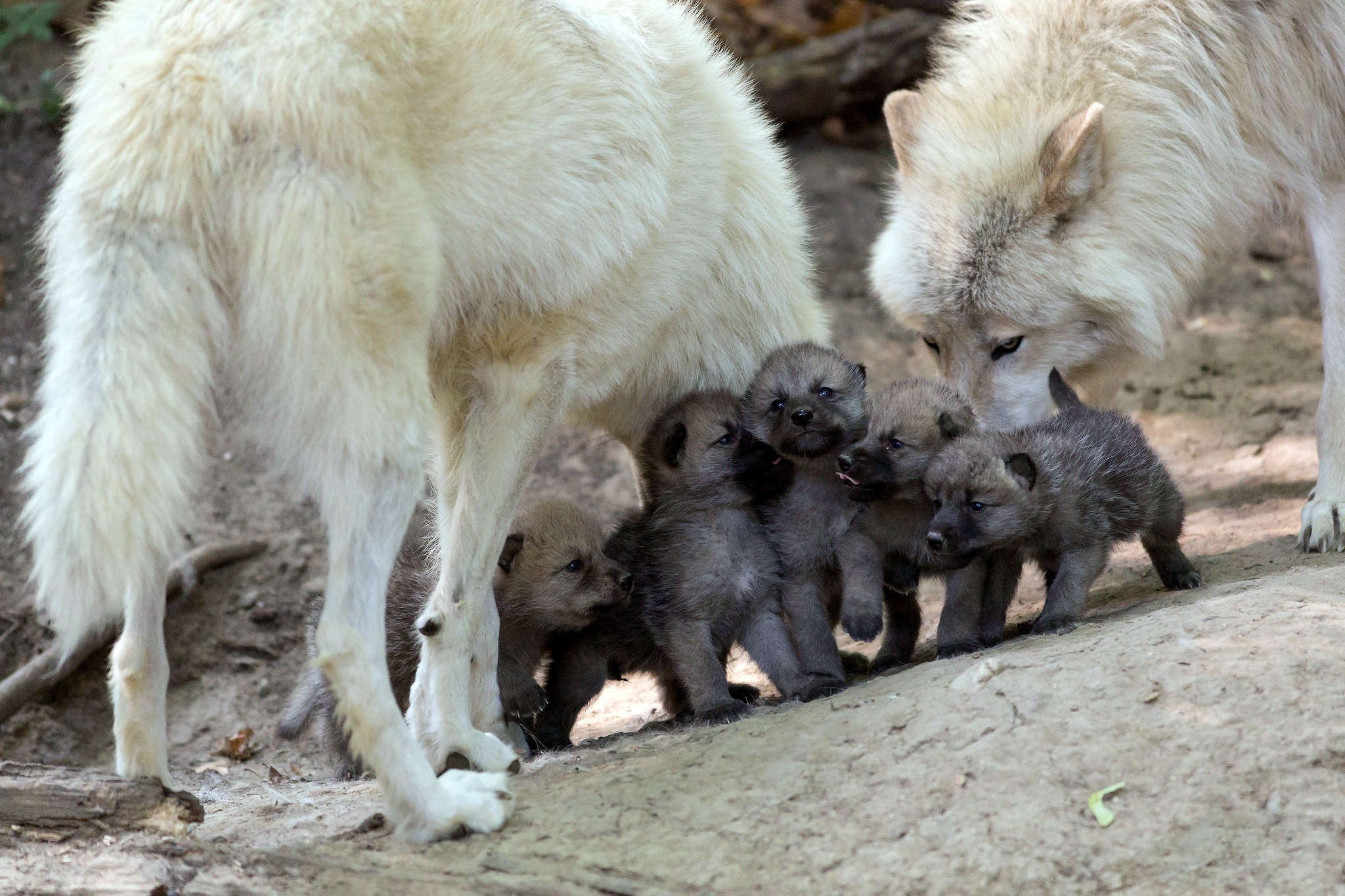 The offspring of wolves wallpapers and images - wallpapers, pictures ...