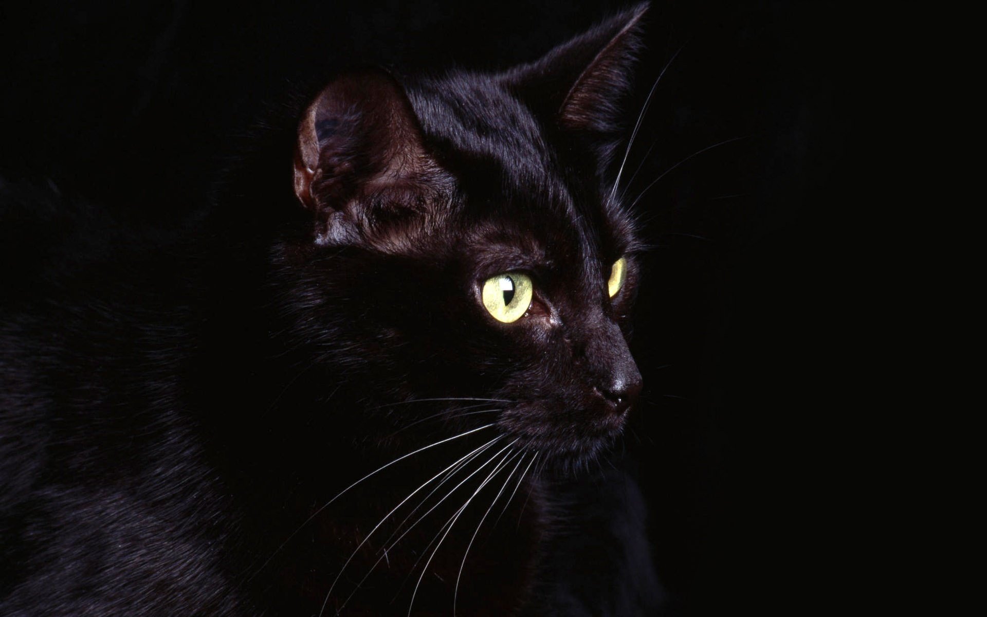 Черная картинка. Богемская кошка чёрная. Черный кот с желтыми глазами. Обои на рабочий стол черная кошка. Черная кошка на черном фоне.