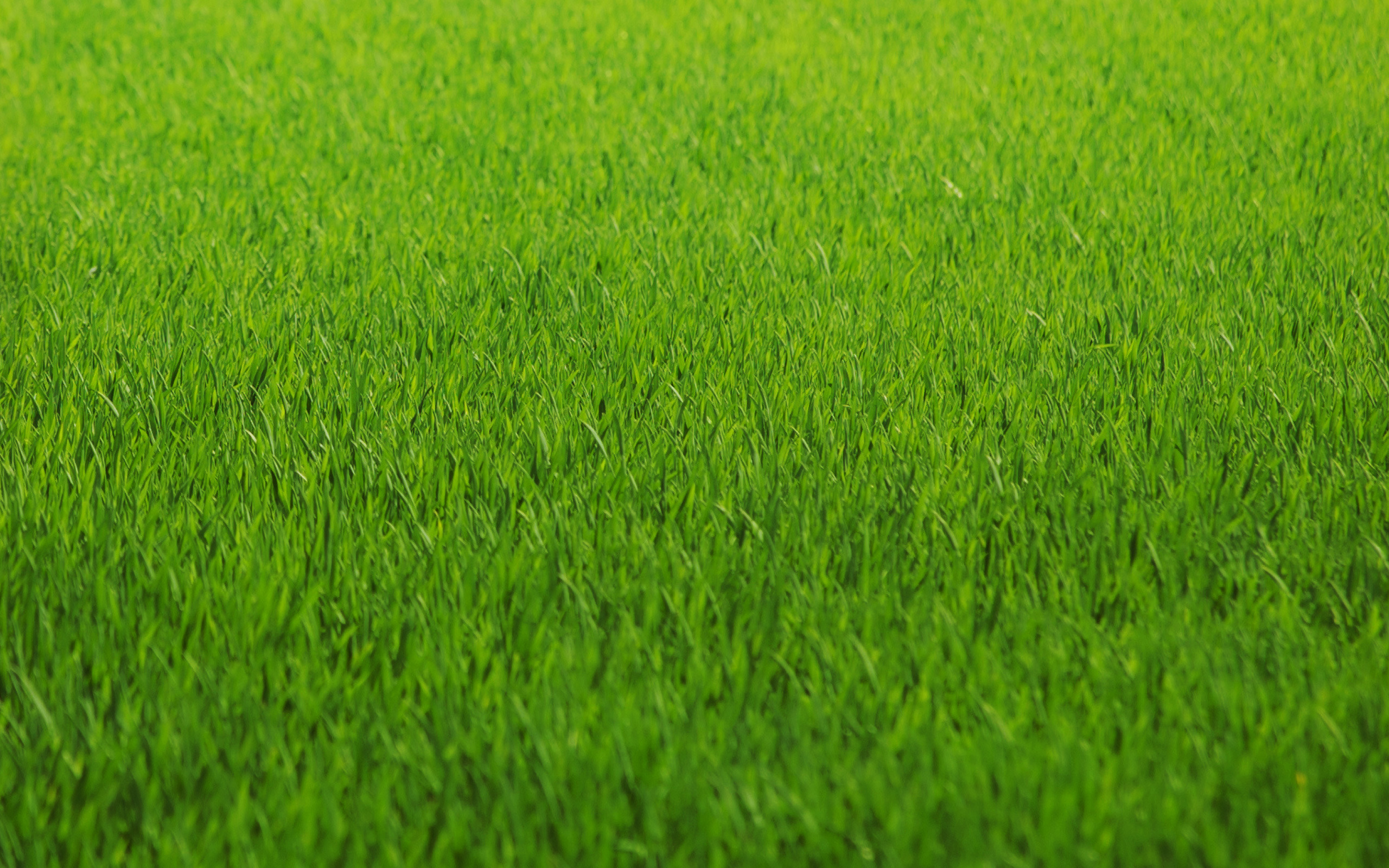 зеленый газон