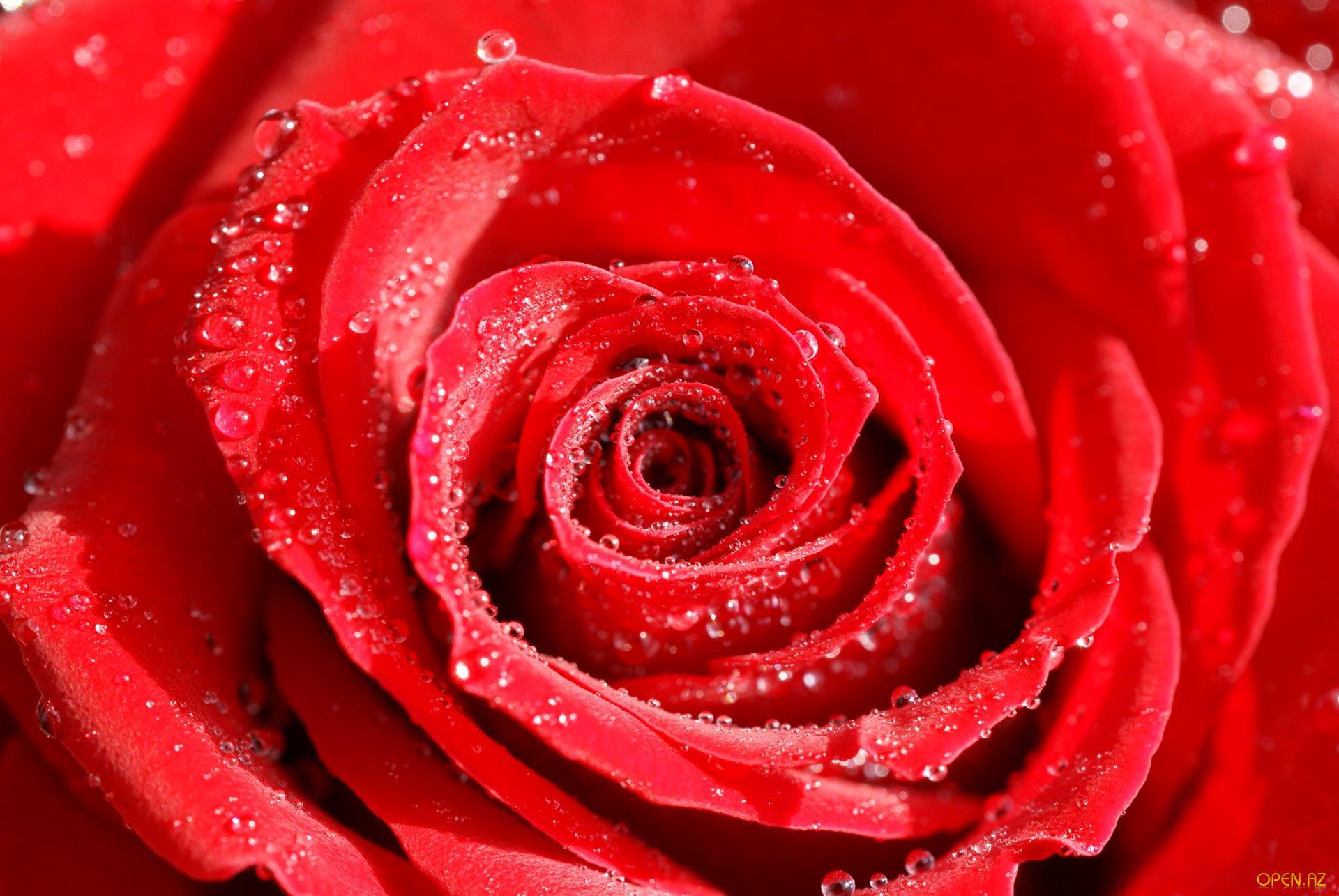 Роз оо. Цветы розы. Красивые розы. Красный цветочек. Красивые красные розы.