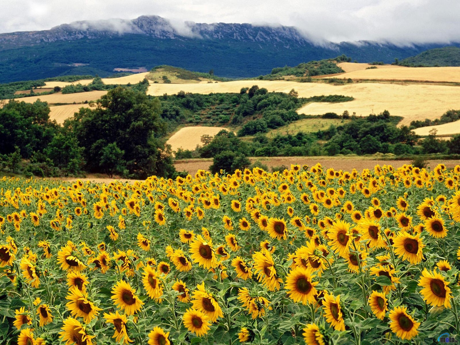 Поле подсолнечника - обои для рабочего стола, картинки, фото
