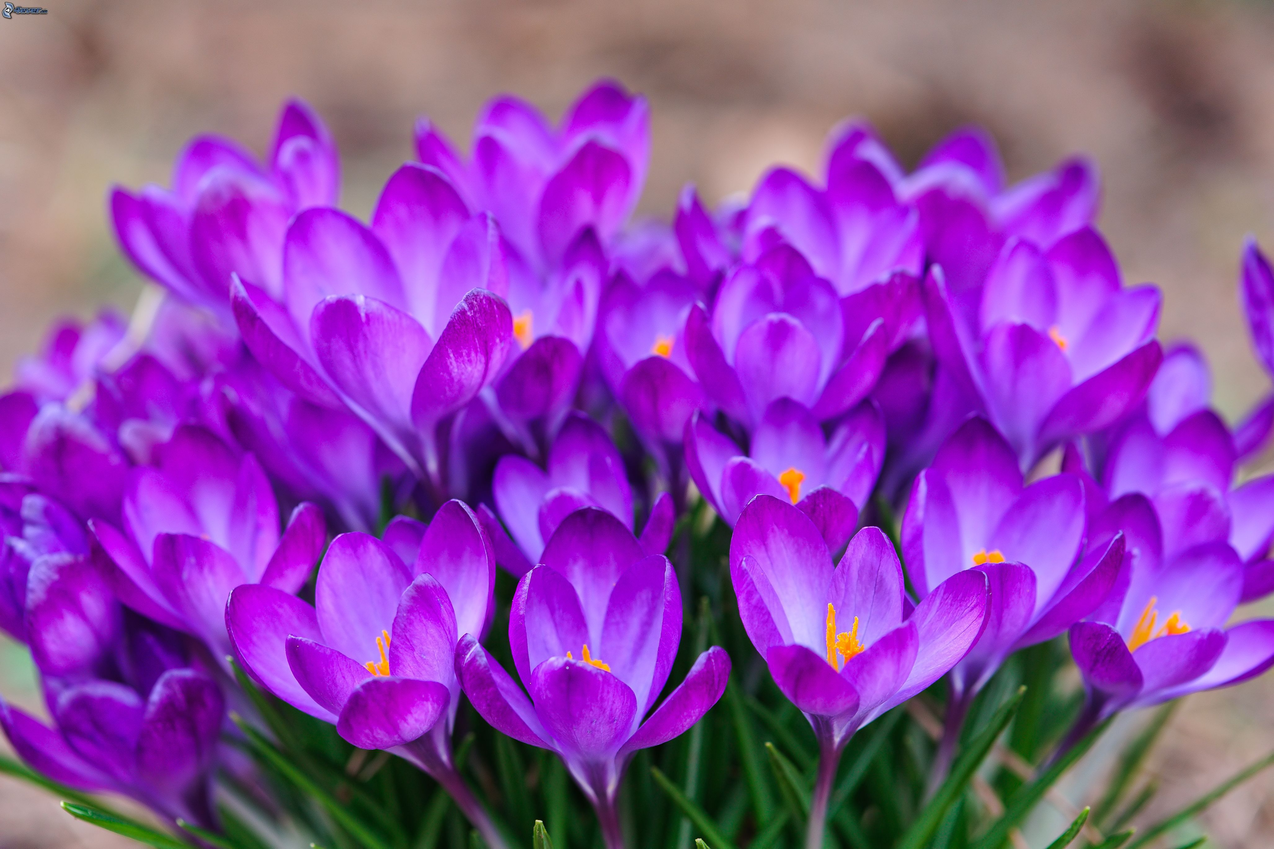 Мартовские цветы красивые. Крокус Шафран цветок. Крокус Шафран весенний. Крокус Баррз Пурпл. Первоцветы крокусы.
