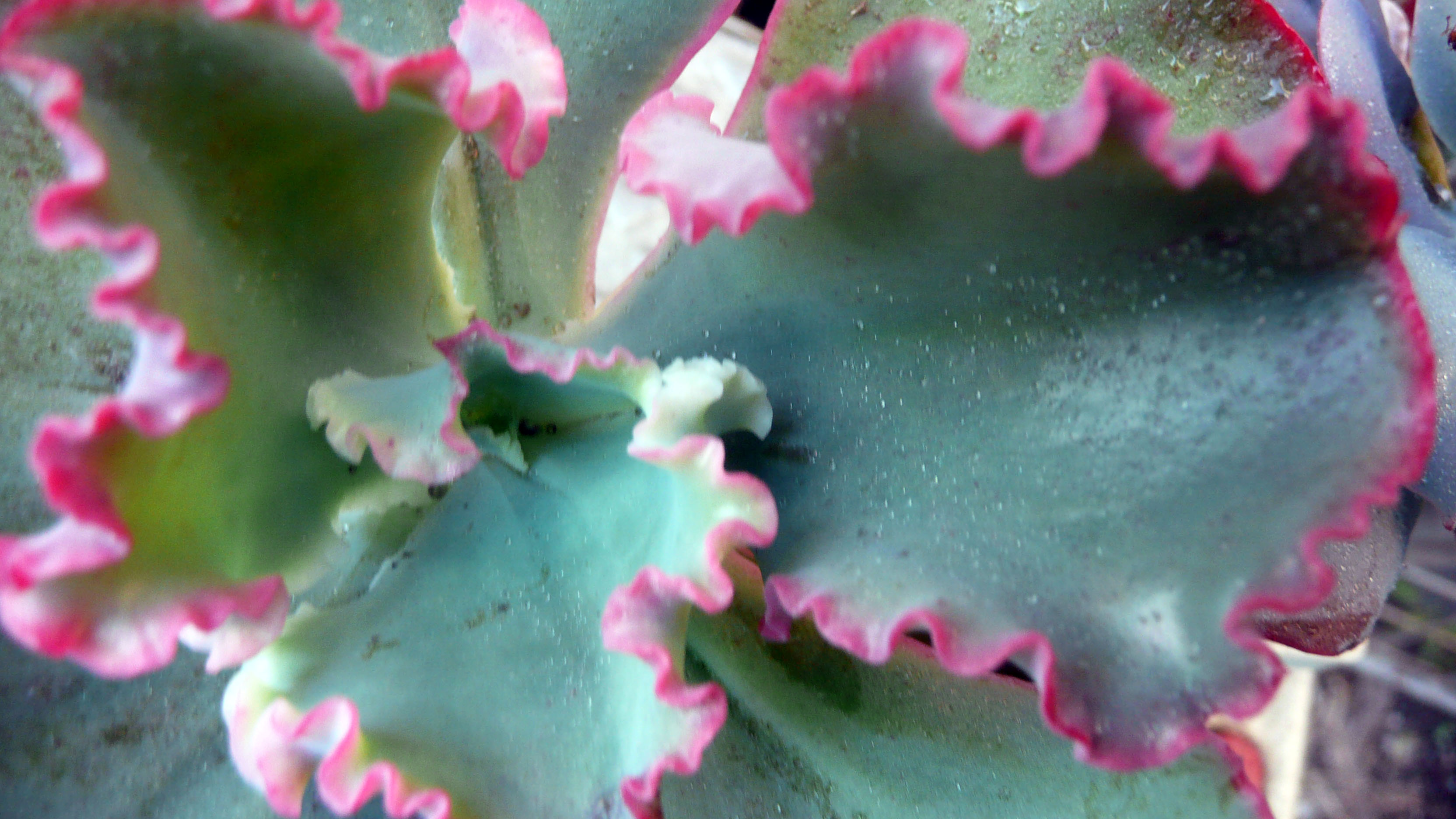 Красивый цветок эхеверия (эчеверия) на поляне - обои для рабочего стола ...