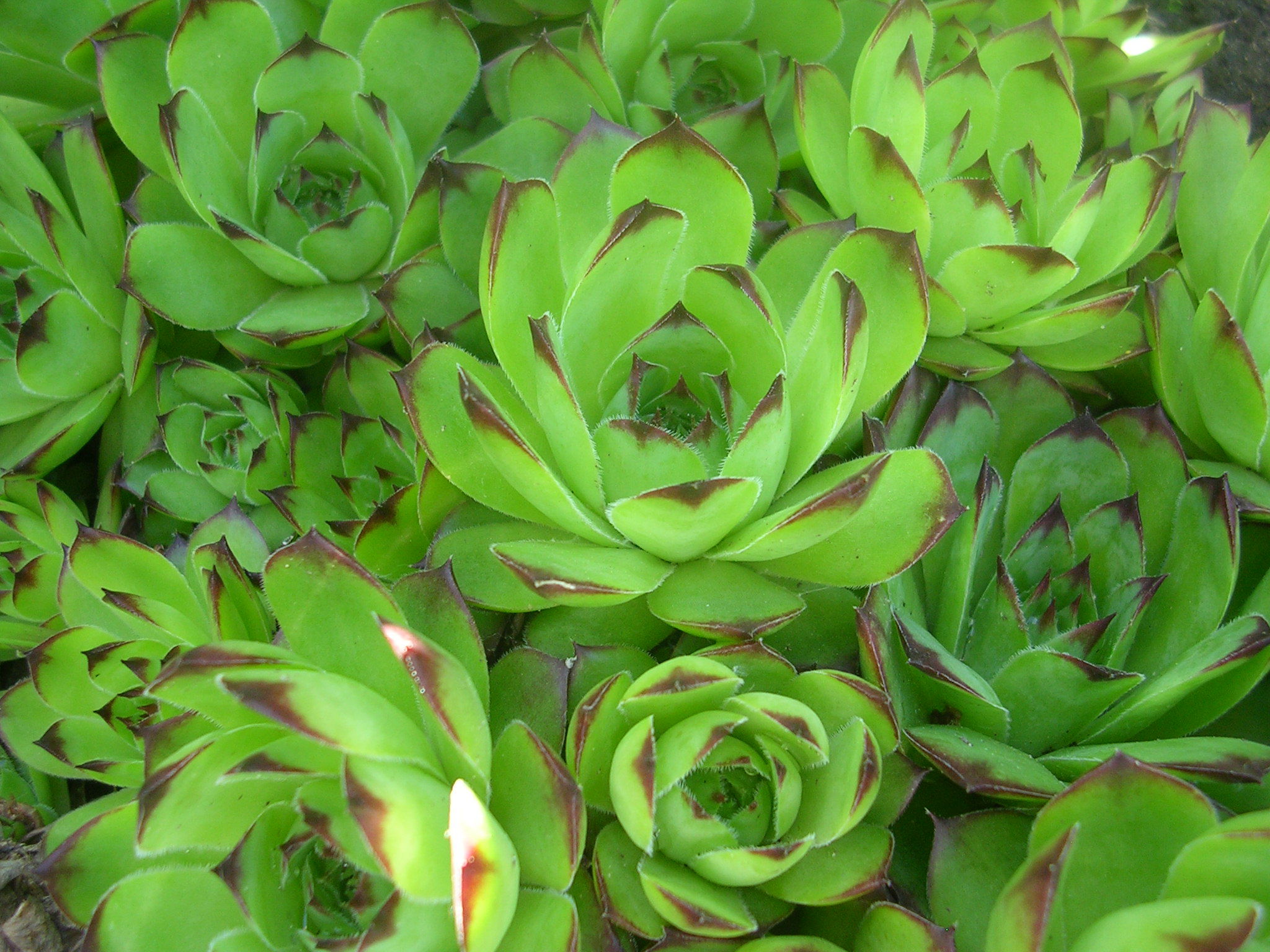 Красивое растение молодило в лесу - обои для рабочего стола, картинки, фото