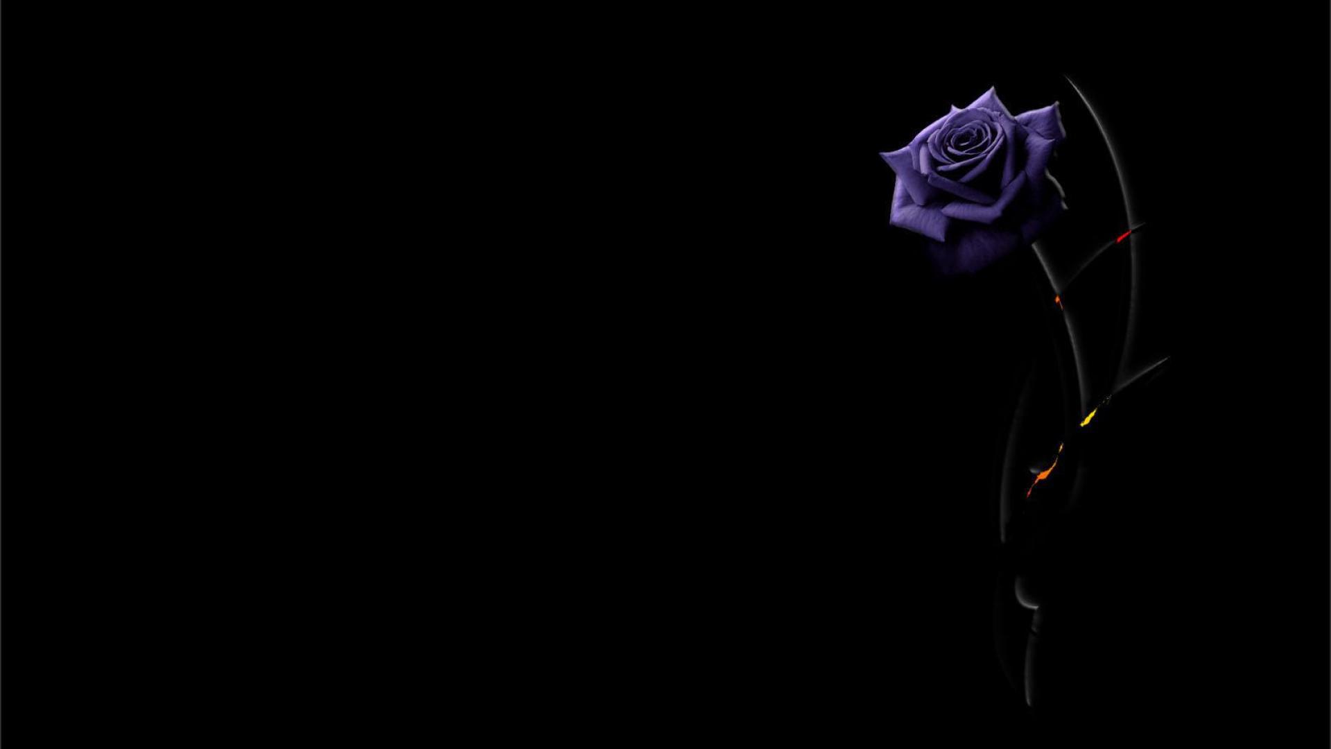 Цветок на темном фоне обои. Красивые цветы на темном фоне. Красивые цветы на черном фоне. Черный фон картинка. Розы на темном фоне.