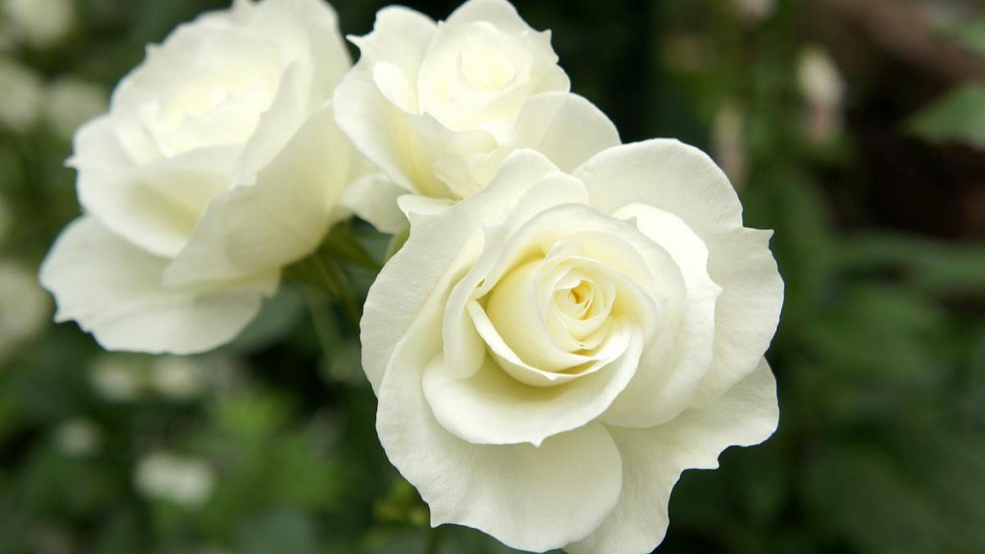 Beautiful White Flowers Images : Top 25 Most Beautiful White Flowers ...