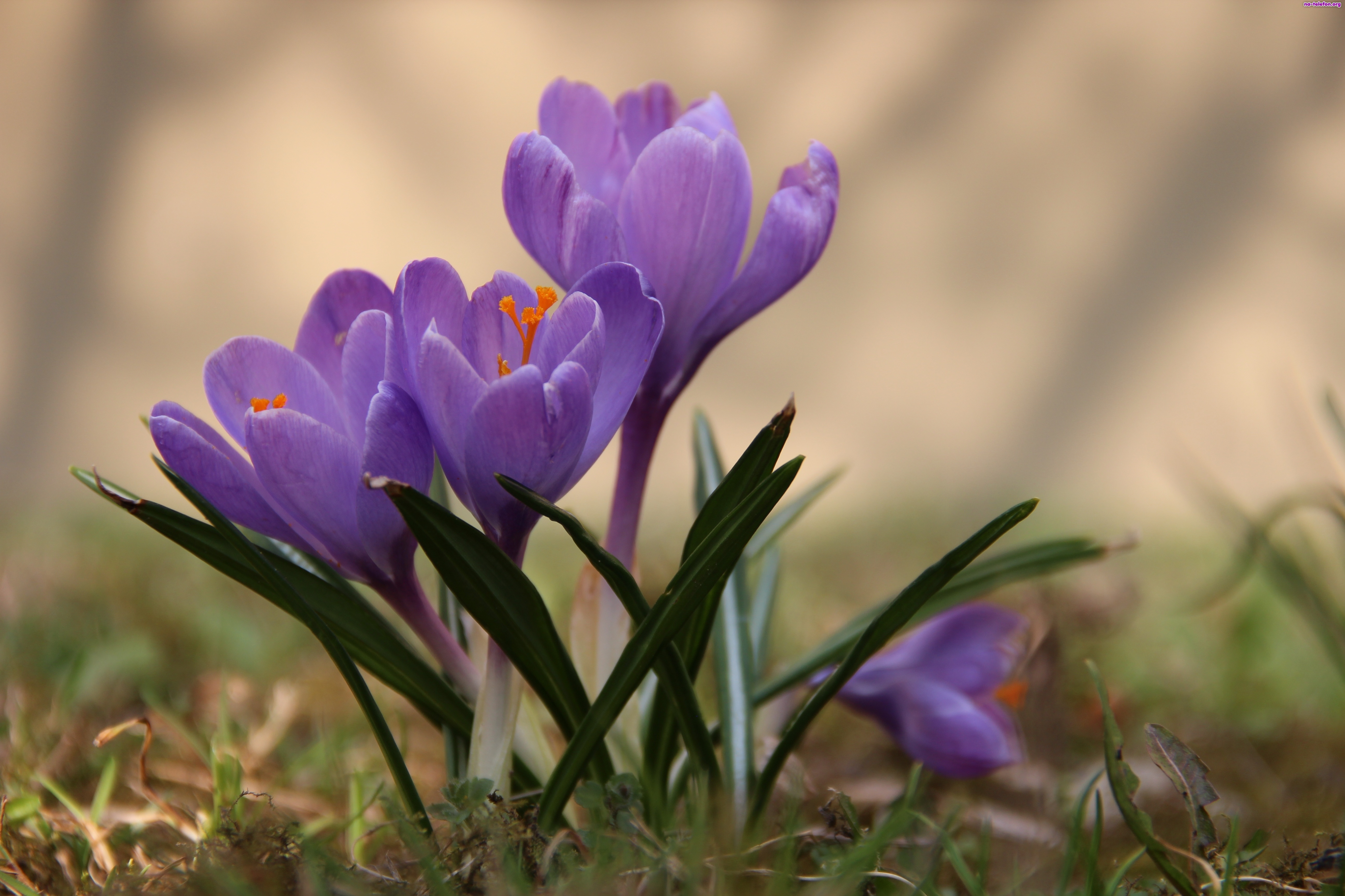 Фото весны на рабочий. Крокус Шафран весенний. Крокус Шафран цветок. Первоцветы (подснежники, крокусы, гиацинты).. Крокус посевной Шафран цветение.
