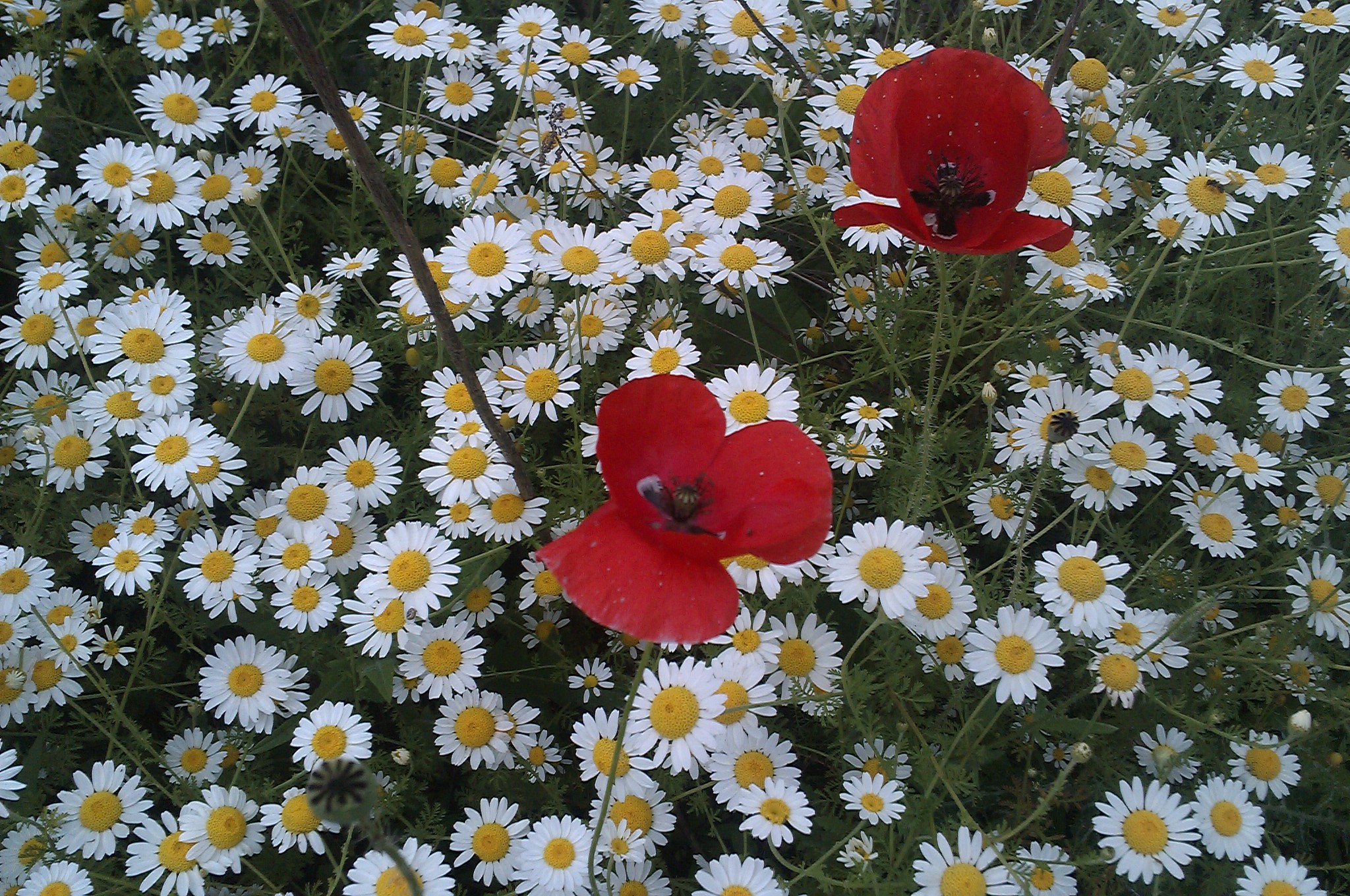 Цветы маргаритки с красным маком - обои для рабочего стола, картинки, фото
