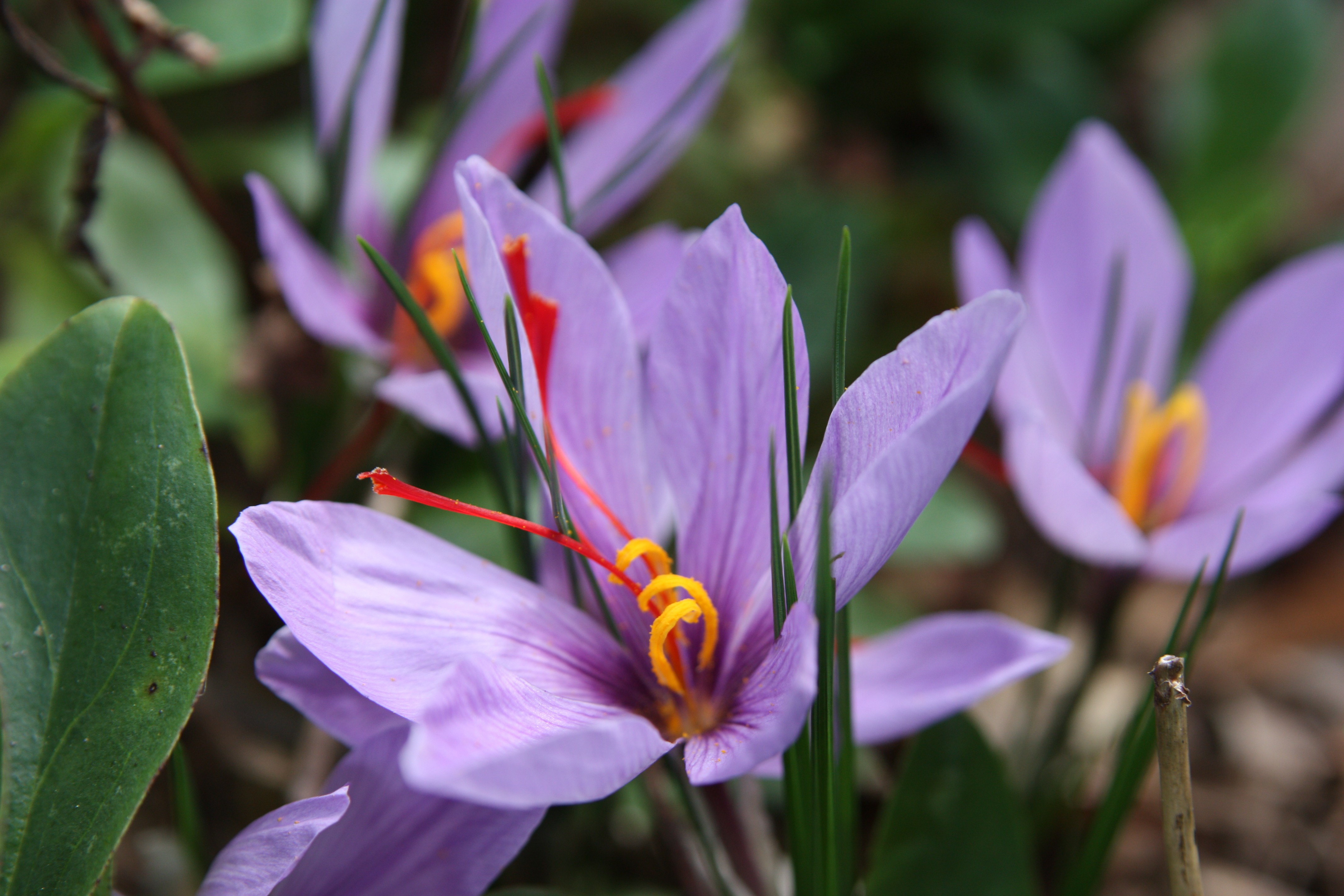 Шафран названия. Cnicus satiuus Шафран посевной. Sativus Saffron Крокус. Крокус Шафран цветок. Crocus sativus (Крокус сативус ) Шафран посевной.