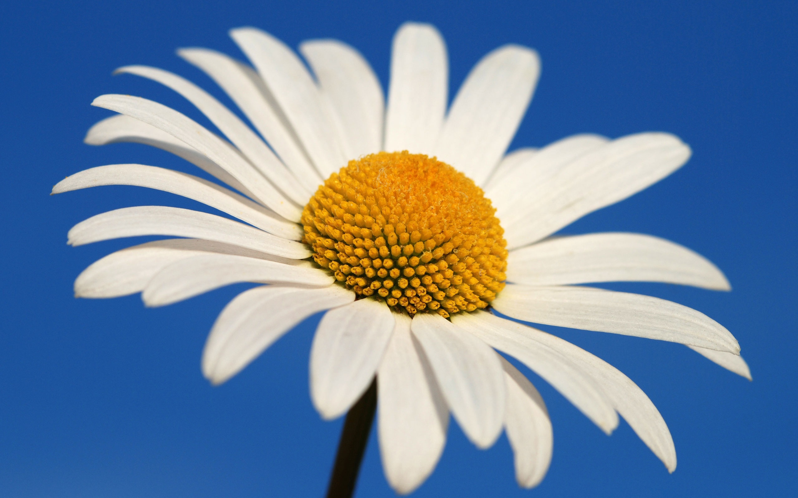 Nature___Flowers_Glowing_white_daisy_076346_.jpg