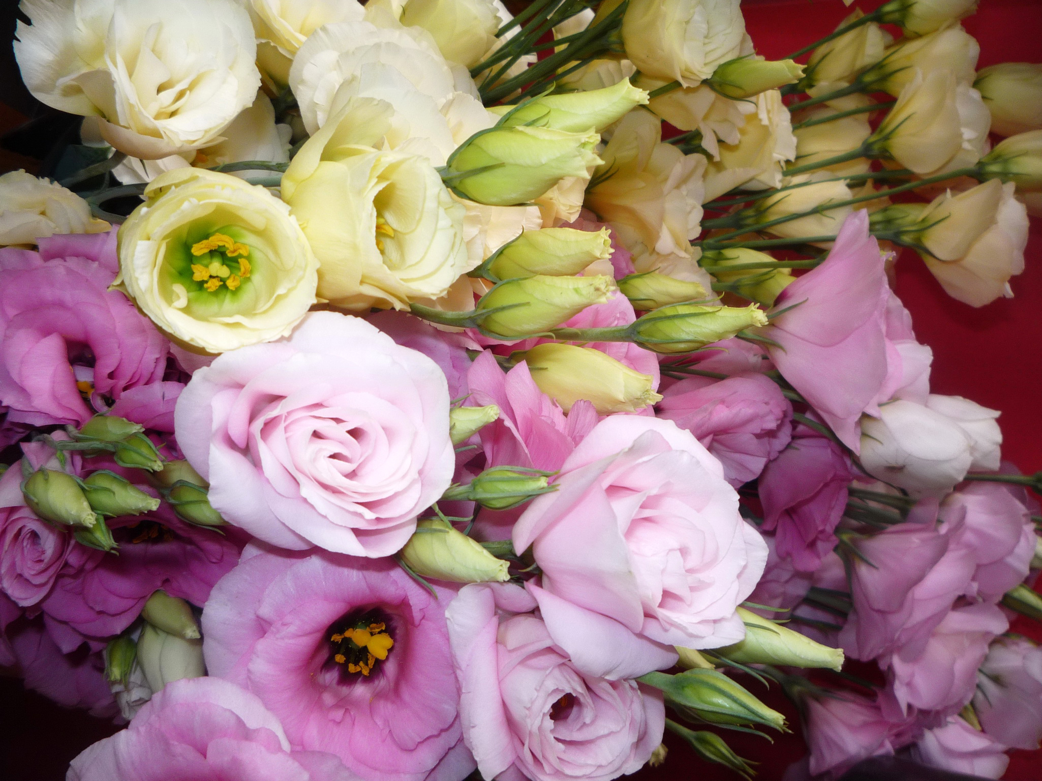 Цветы картинки. Ирландская роза эустома. Эустома Мариачи. Альпийская роза эустома. Эустома махровая Рози.