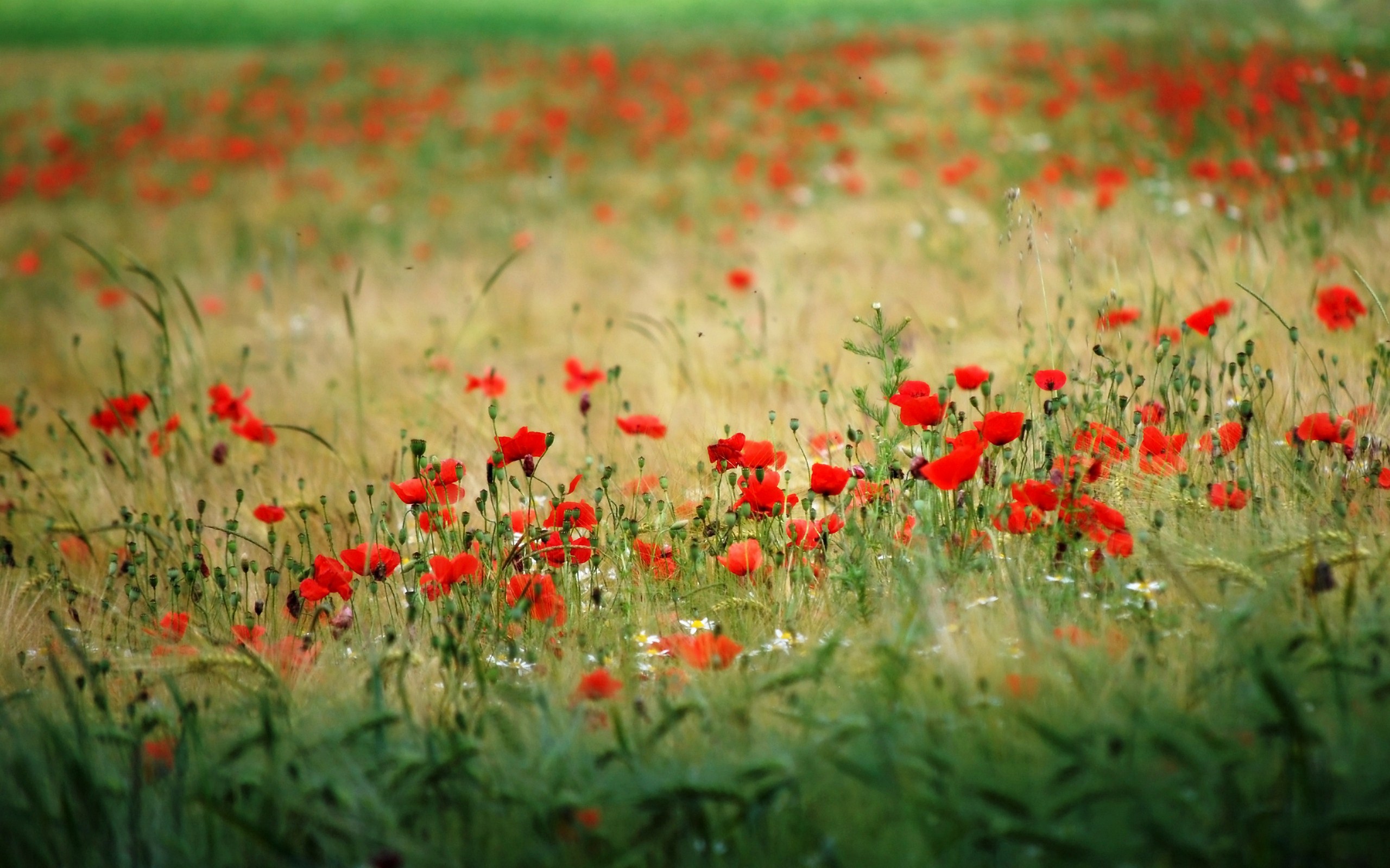 Many red poppy field wallpapers and images - wallpapers, pictures, photos