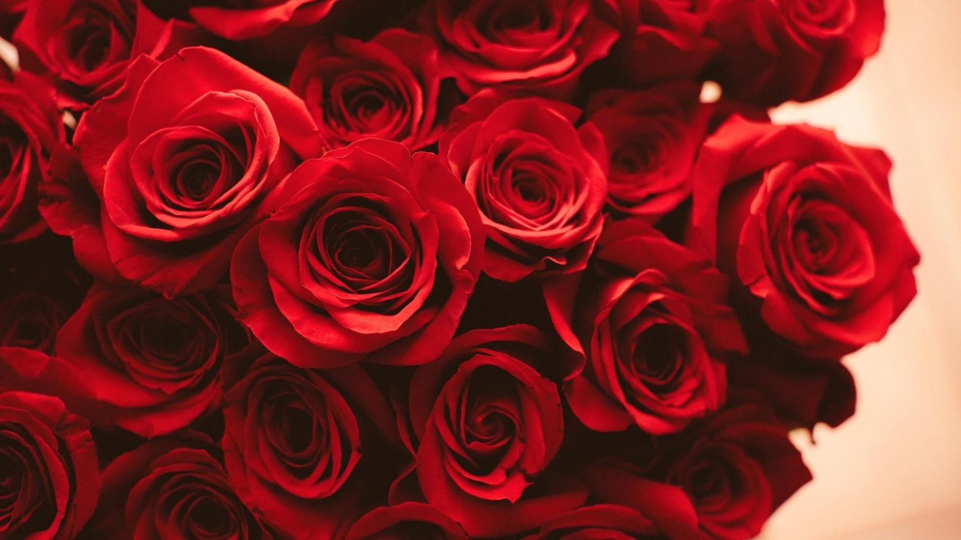 Обои красные розы в интерьере
