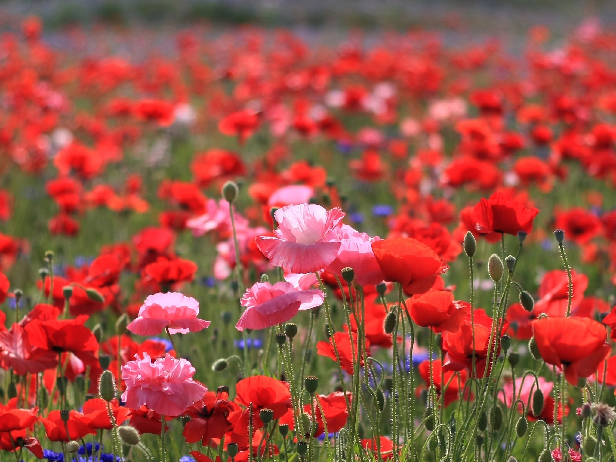https://www.zastavki.com/pictures/originals/2014/Nature___Flowers_Spring_field_poppies_066144_.jpg