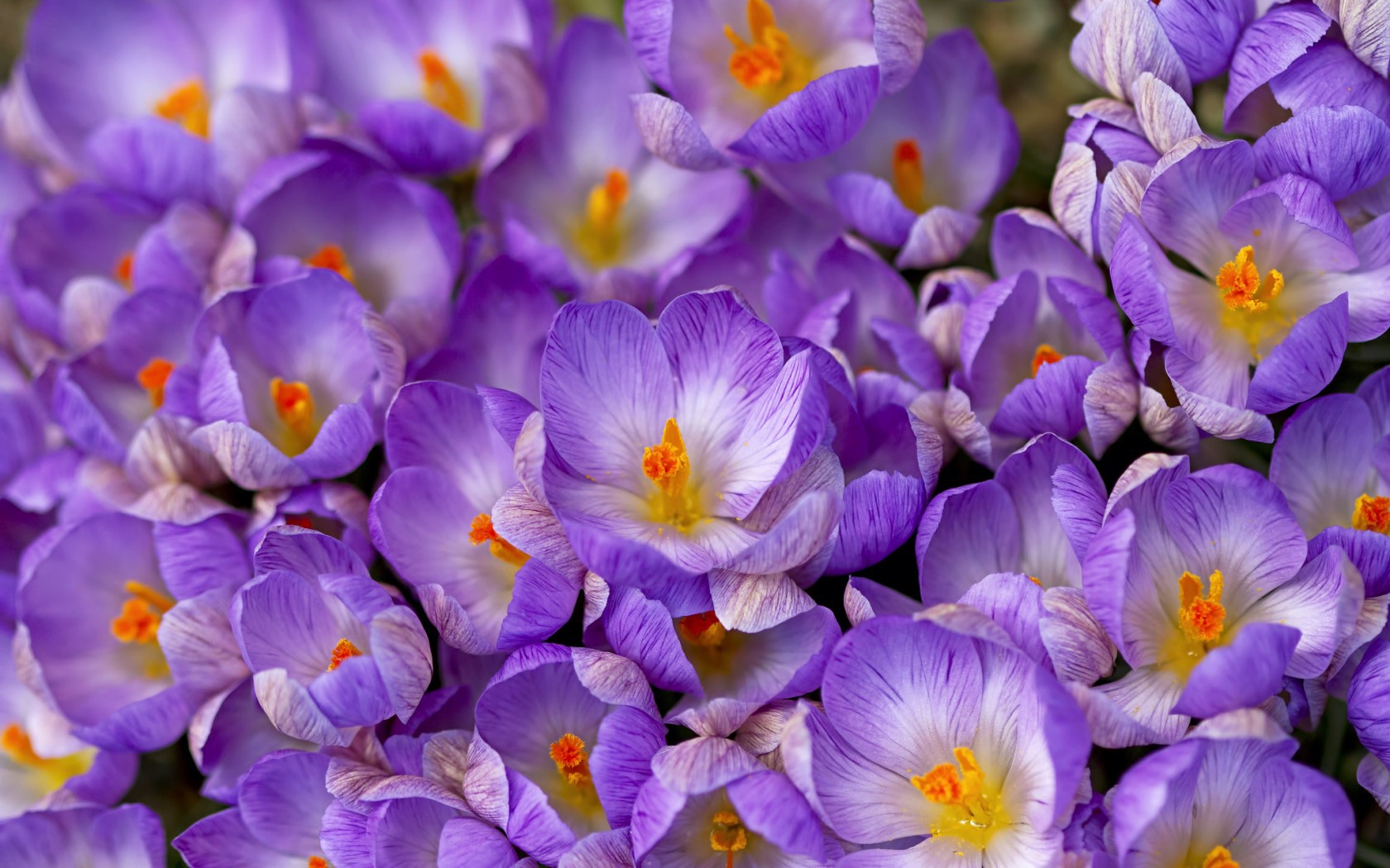 Spring flowers in the garden saffron Desktop wallpapers 1024x768