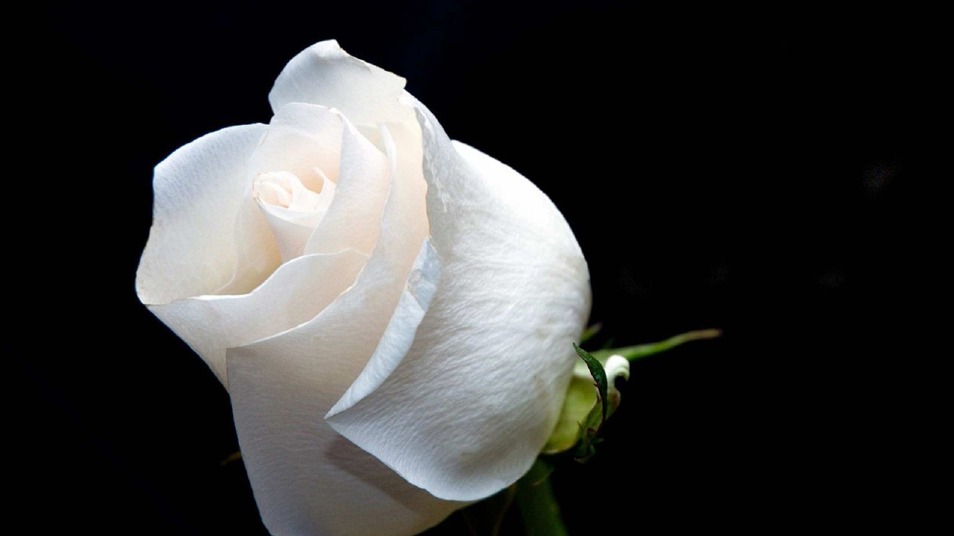 White rose on a black background closeup wallpapers and images