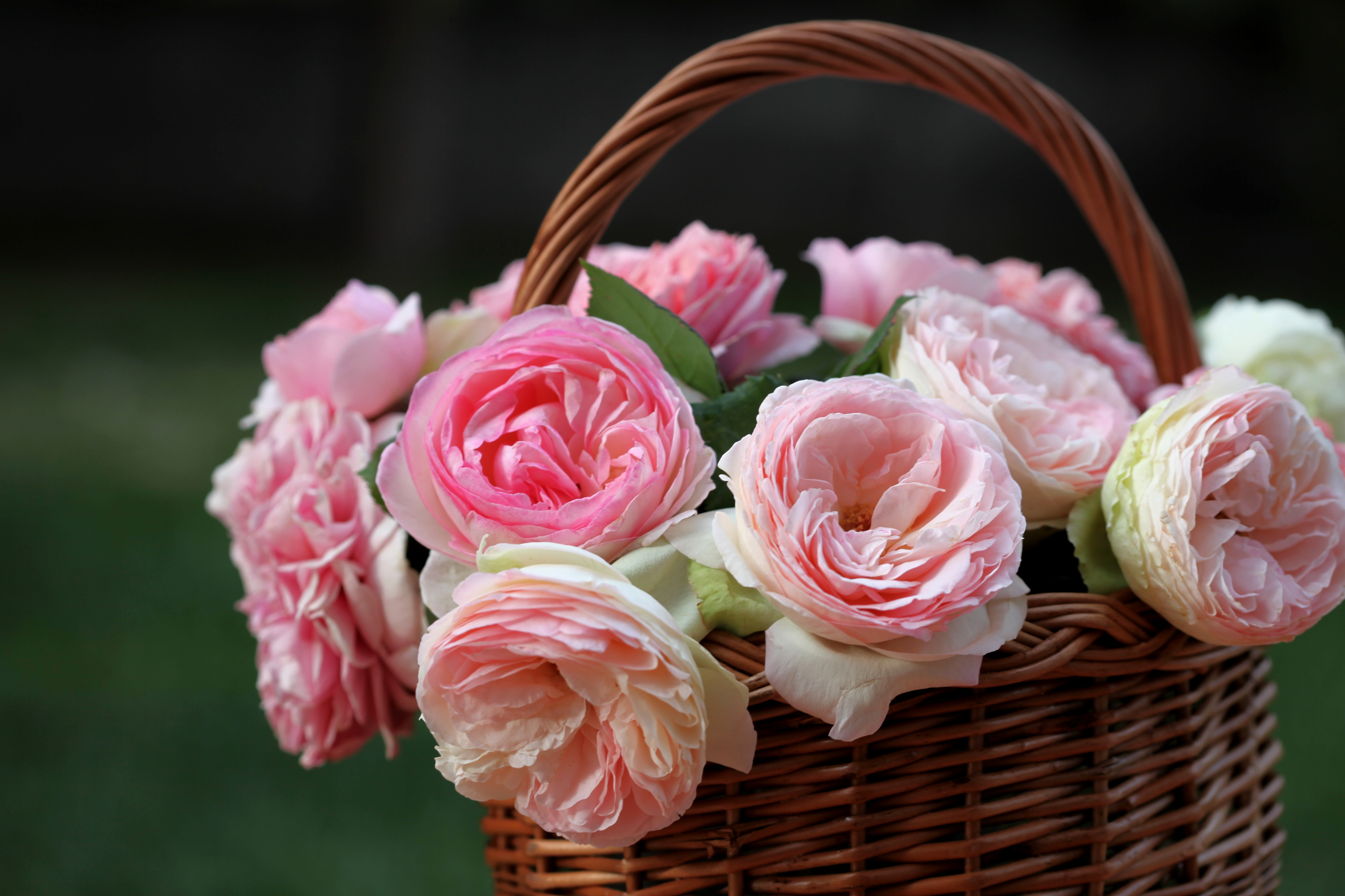 Привлекательный цветок. Пионовидные розы в корзине. Красивые цветы. Красивые цветочки. Розовые цветы.