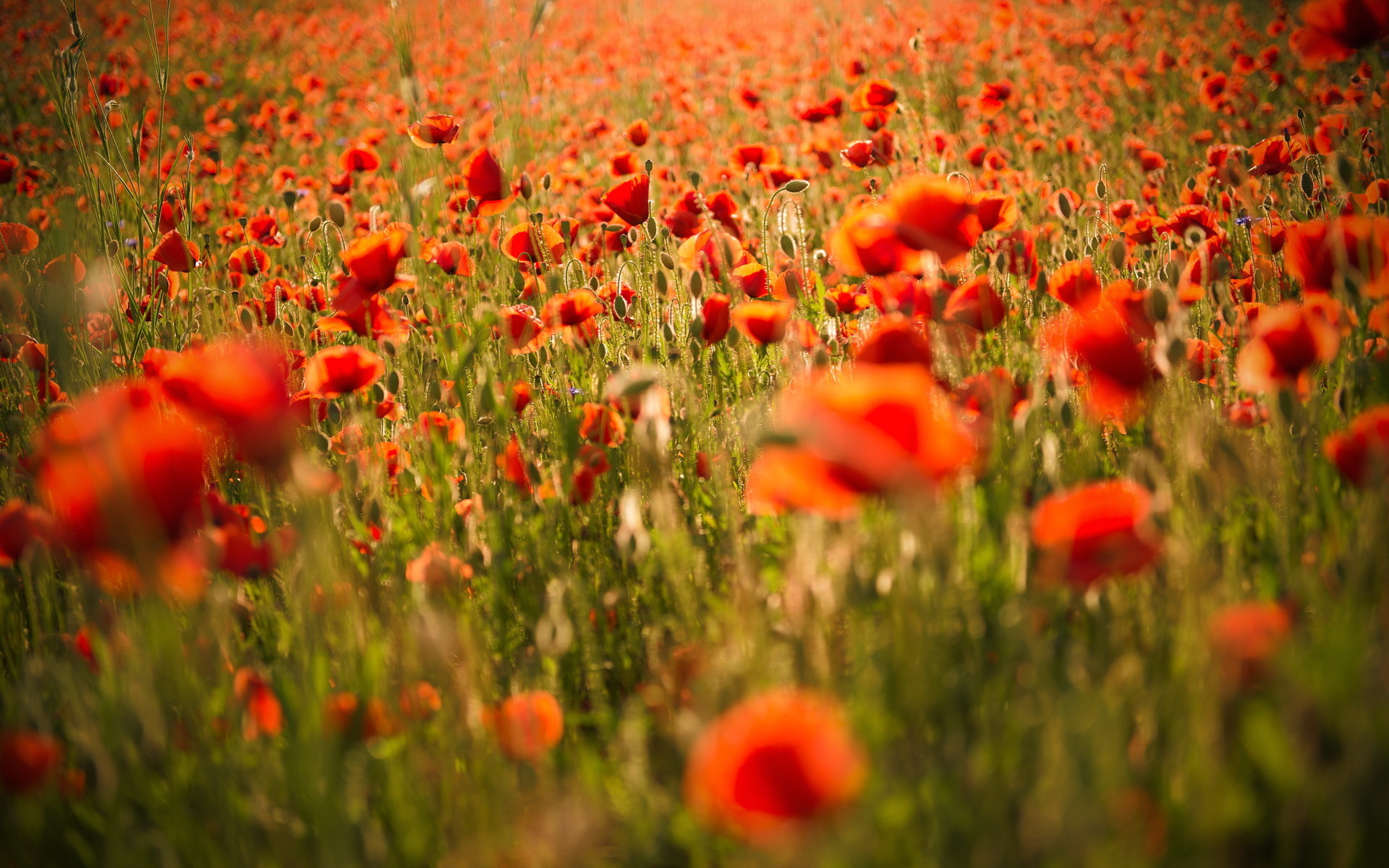 Field of red poppies wallpapers and images - wallpapers, pictures, photos