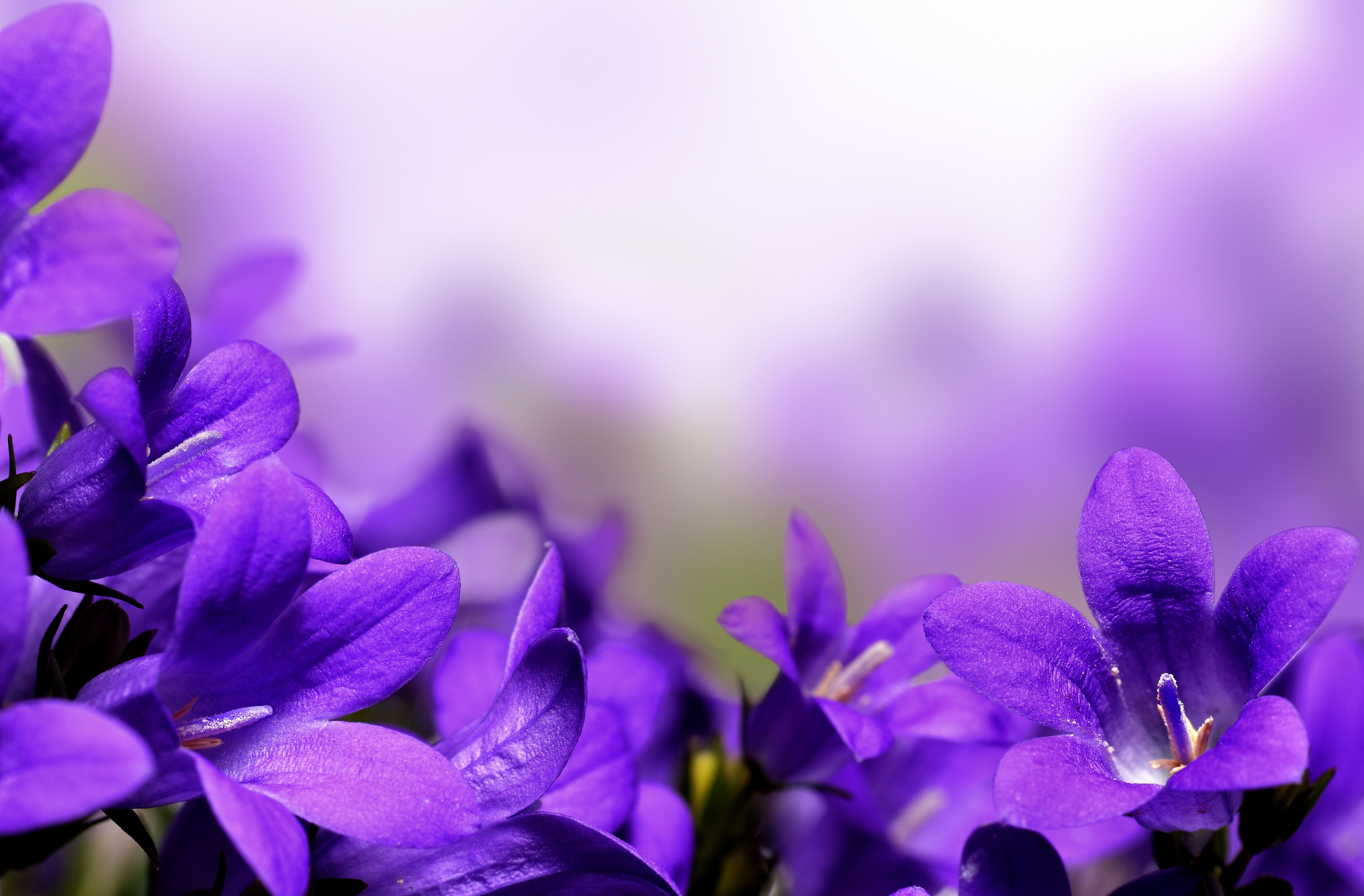 Колокольчики мама. Фиолетовые цветы. Сиреневые цветы. Фон с цветами. Фиолетовый цвет.