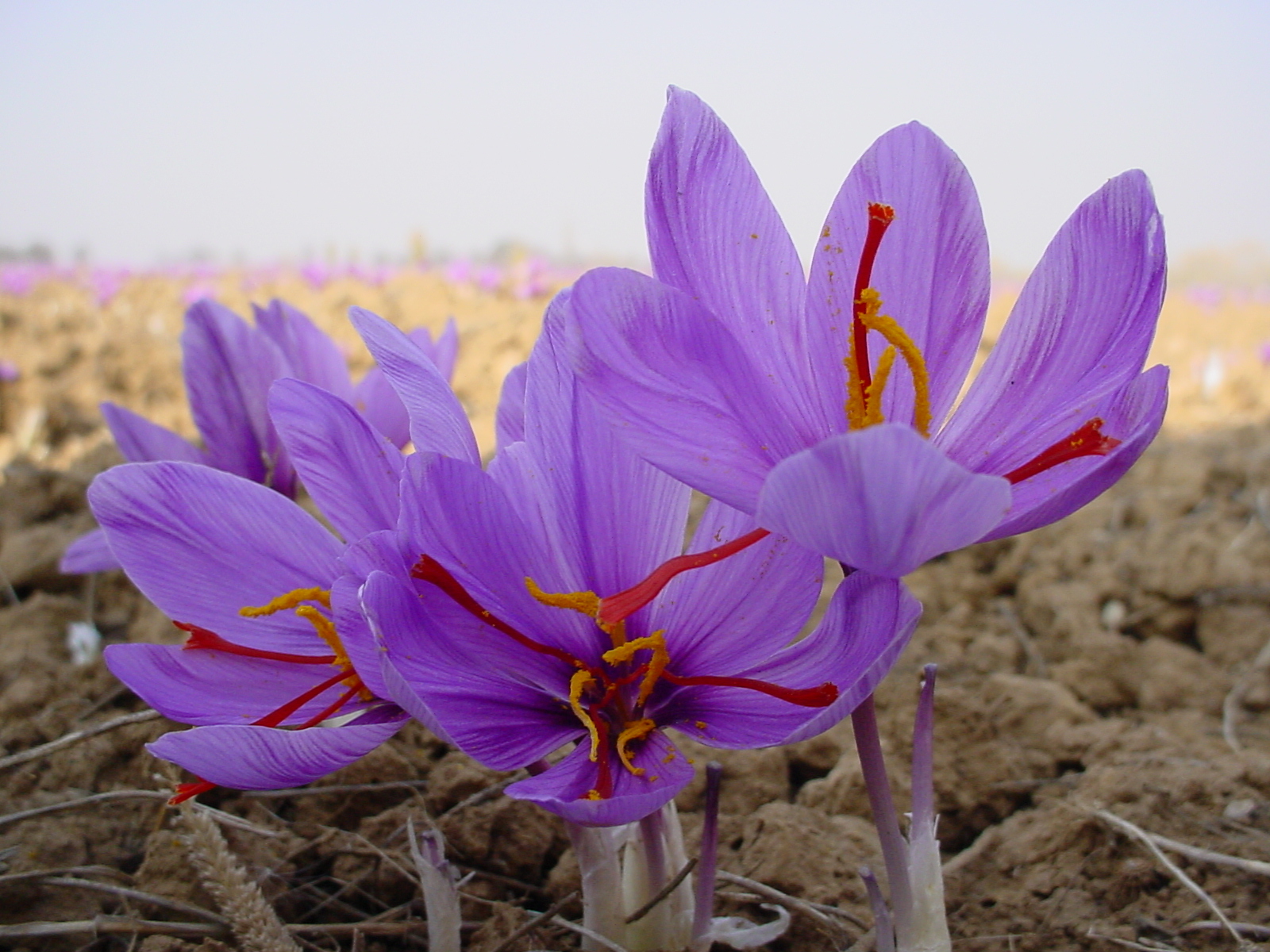 Цветущий шафран. Рокус (Шафран) посевной (Crocus sativus). Крокус Шафран посевной. Крокус Шафран цветок. Шафран специя Крокус.