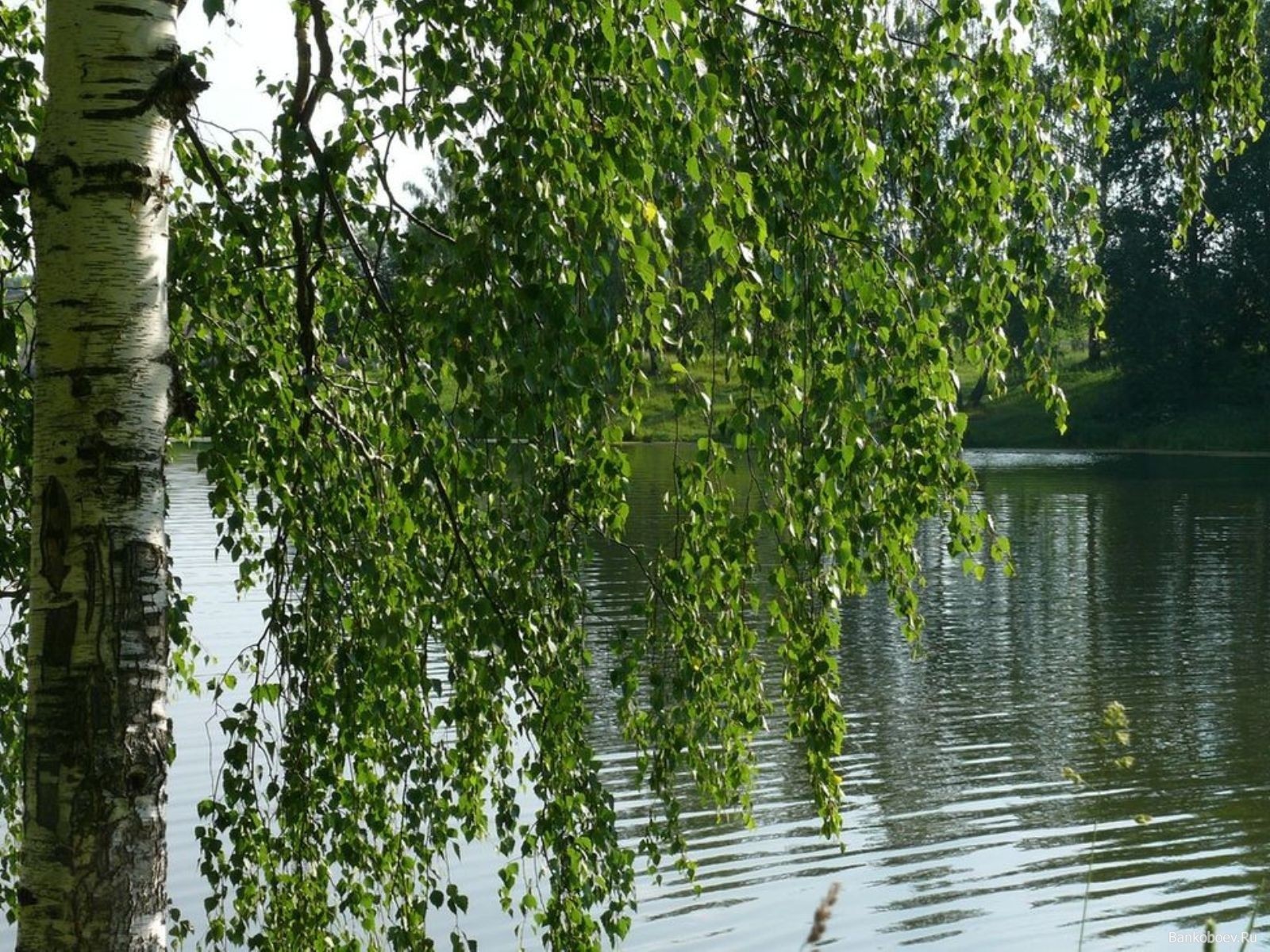 Песня красивая береза. Береза повислая, Родина. Весенняя Березка плакучая. Плакучая береза. Березовая роща береза повислая.