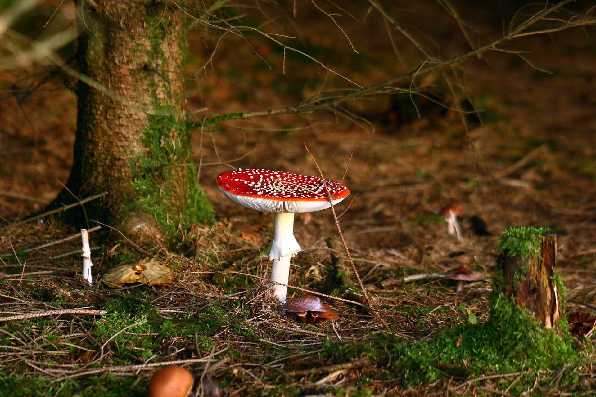 Мхи шляпочные грибы. Шишкин мухоморы. Ядовитый гриб Amanita (мухоморов).. Мухомор пантерный. Лес грибы мухомор.