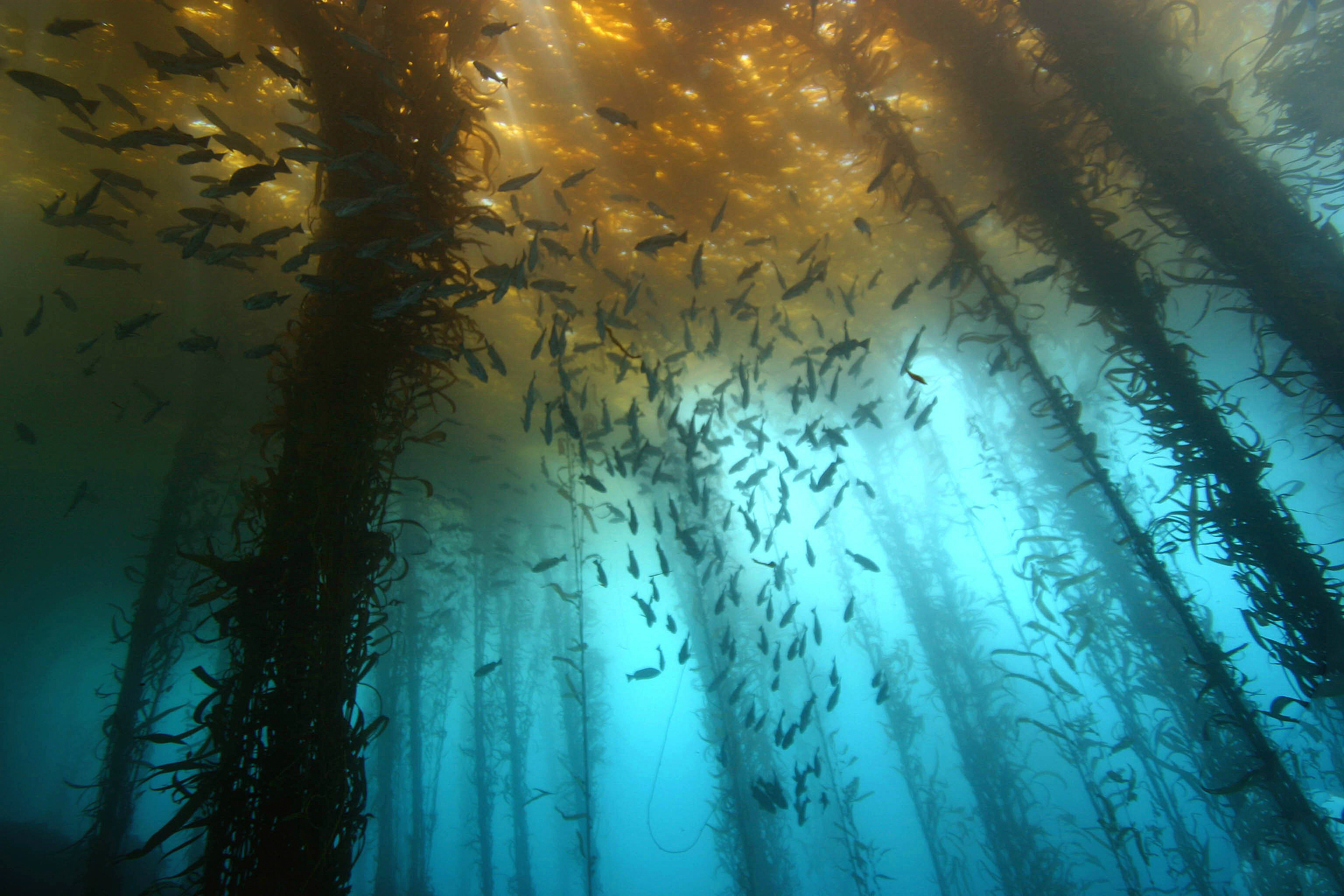 Водоросли на морском дне