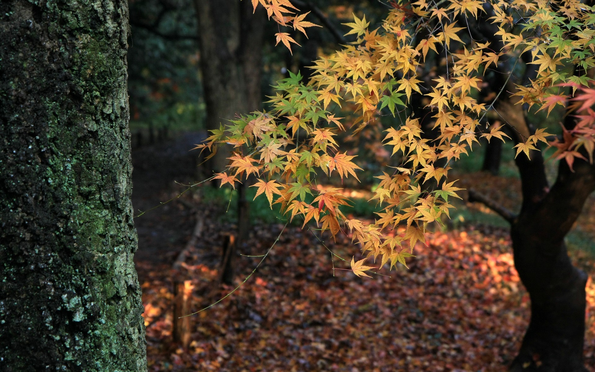 Zastaki.com - Осеннее дерево в лесу