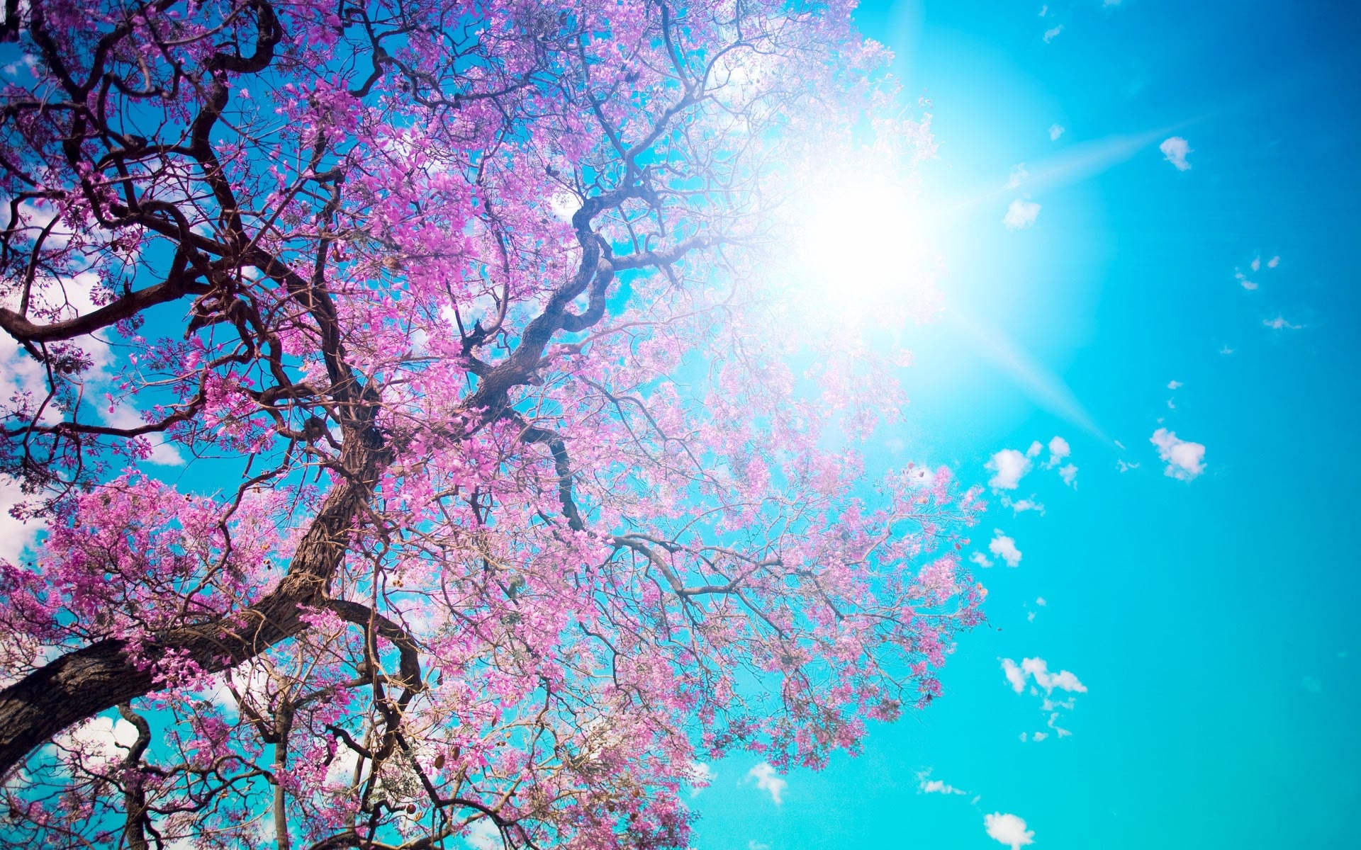 http://www.zastavki.com/pictures/originals/2014/Nature___Seasons___Spring_Blooming_spring_076074_.jpg