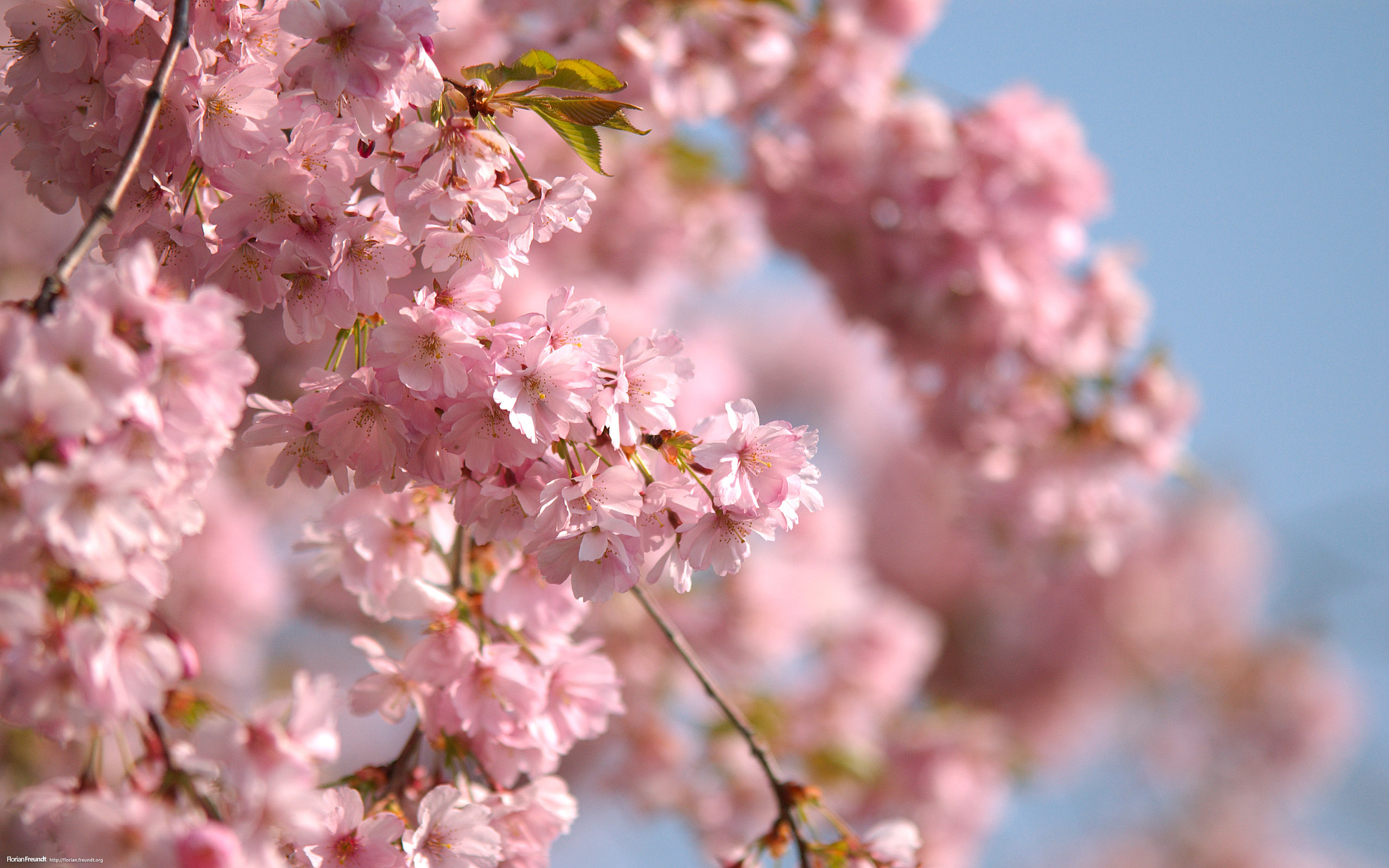 Нежная сакура. Цветущие деревья. Цветущие деревья весной. Весенний фон на рабочий стол.