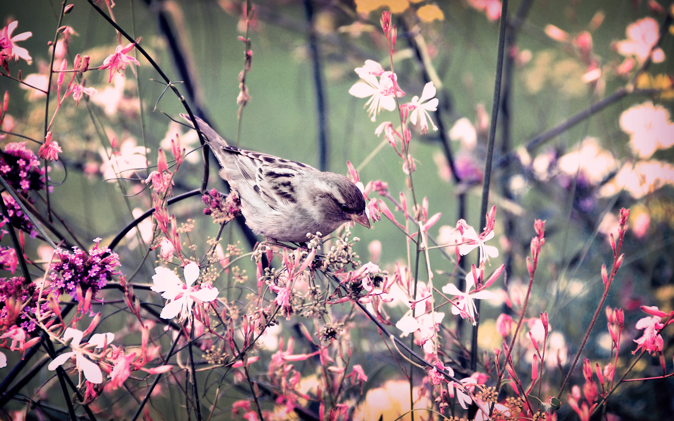Звонкая птичья трель зазвучала в саду. Весенняя природа. Весенние птички. Птицы в весеннем саду.