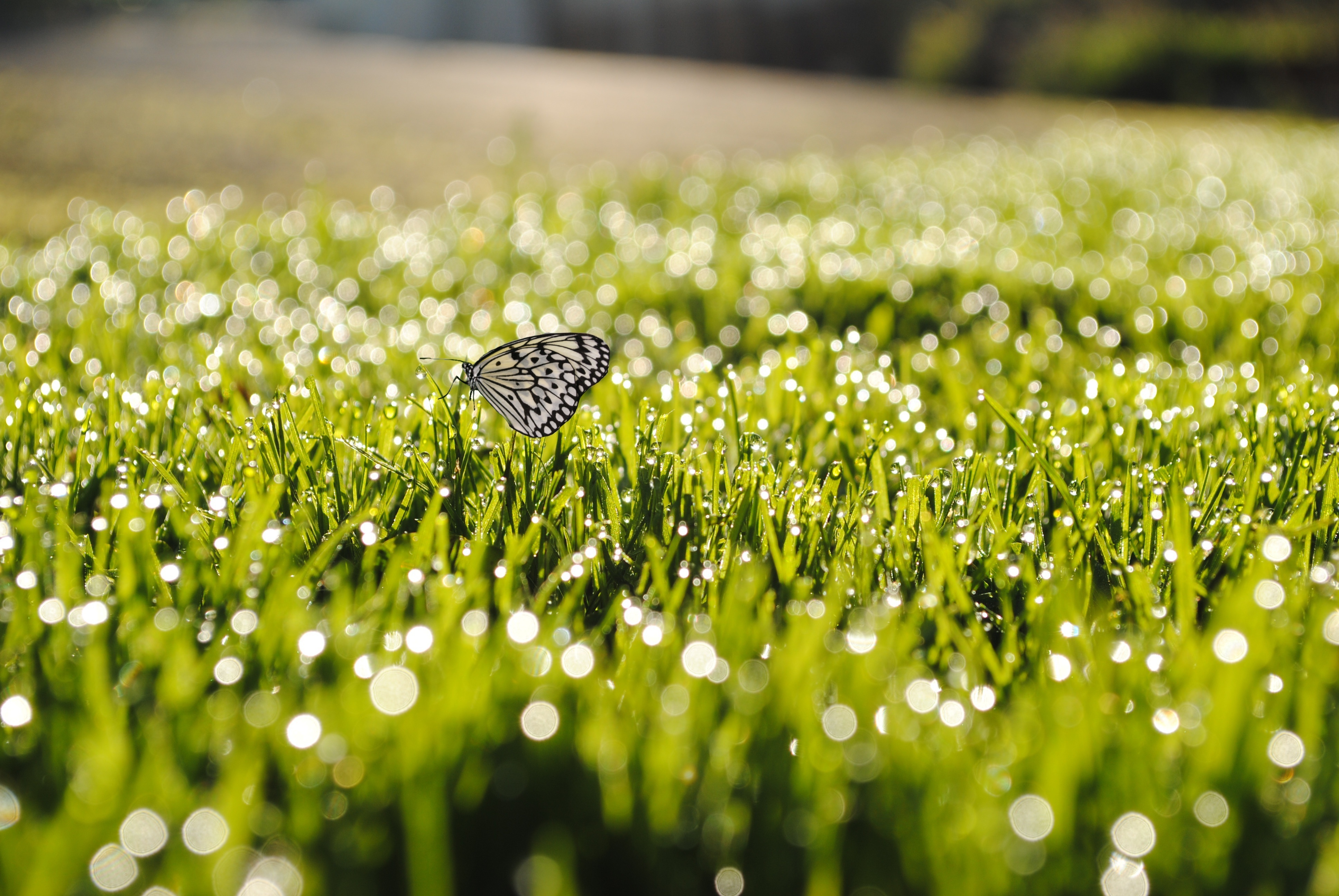 Летом было все зеленым. Поле с бабочками. Роса на траве. Летние картинки на рабочий стол. Лето трава.