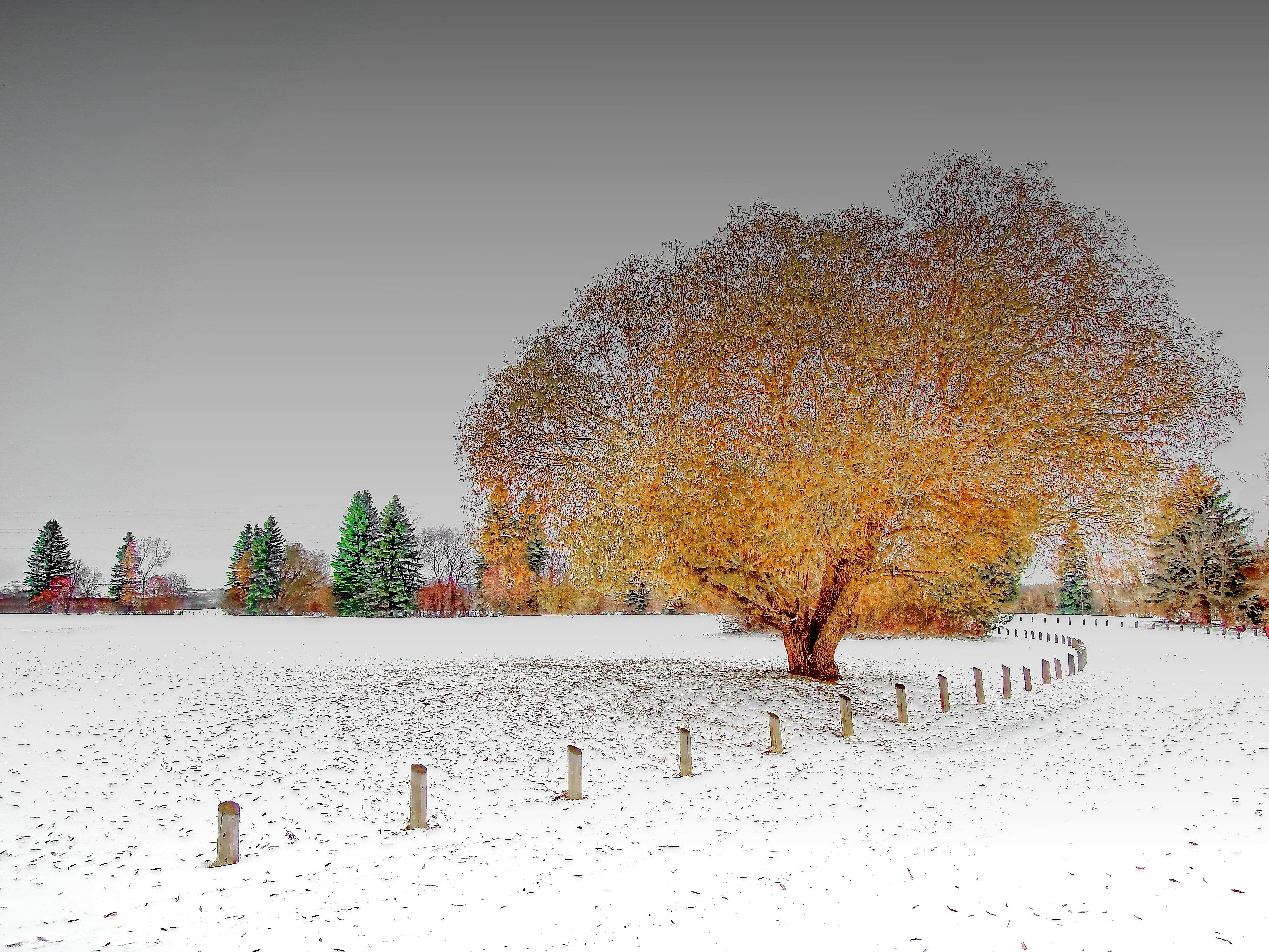 Самая поздняя зима. Ранняя зима. Зима пейзаж. Осенние деревья в снегу. Поздняя осень.