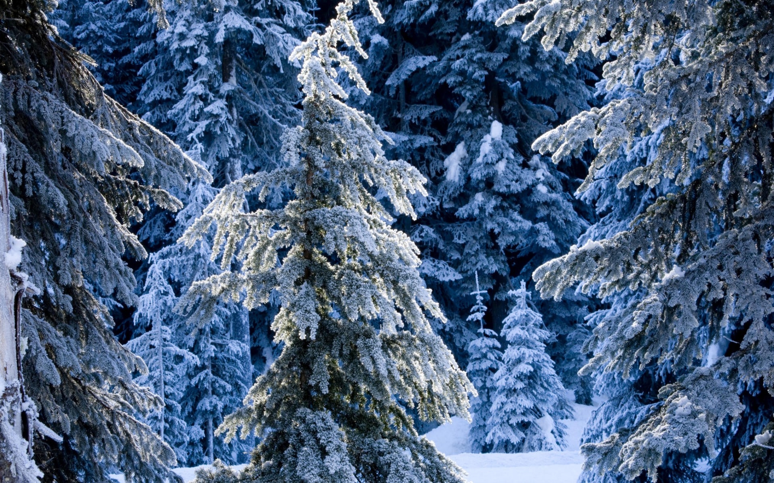 Елки сугробы. Сказочный зимний лес. Зимой в лесу. Заснеженный сказочный лес. Сказочная зима.