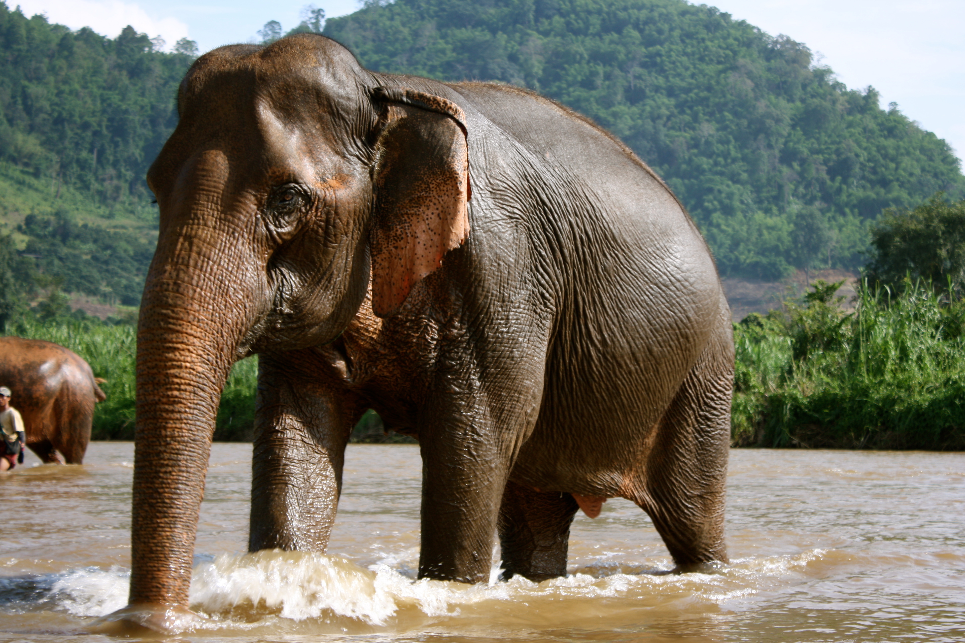 5 слоник. Н Л О. Слон. Слоны фото. Животные Тайланда.