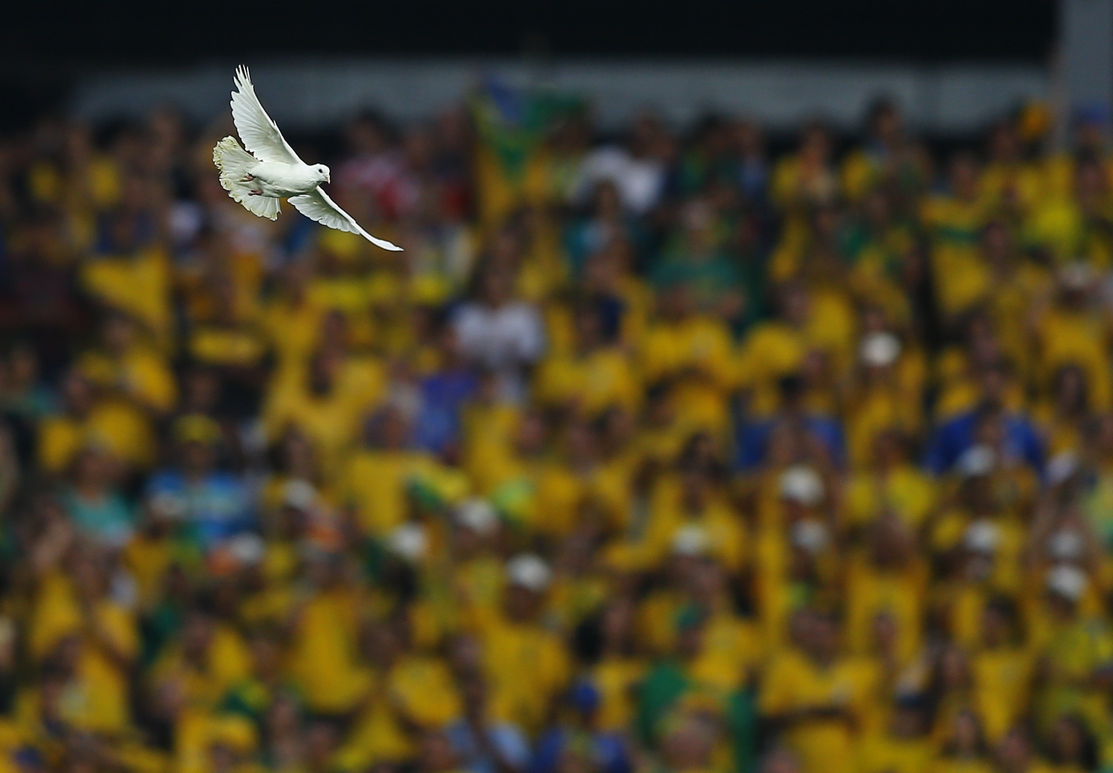 Zastaki.com - Голубь на стадионе на Чемпионате мира по футболу в Бразилии 2014