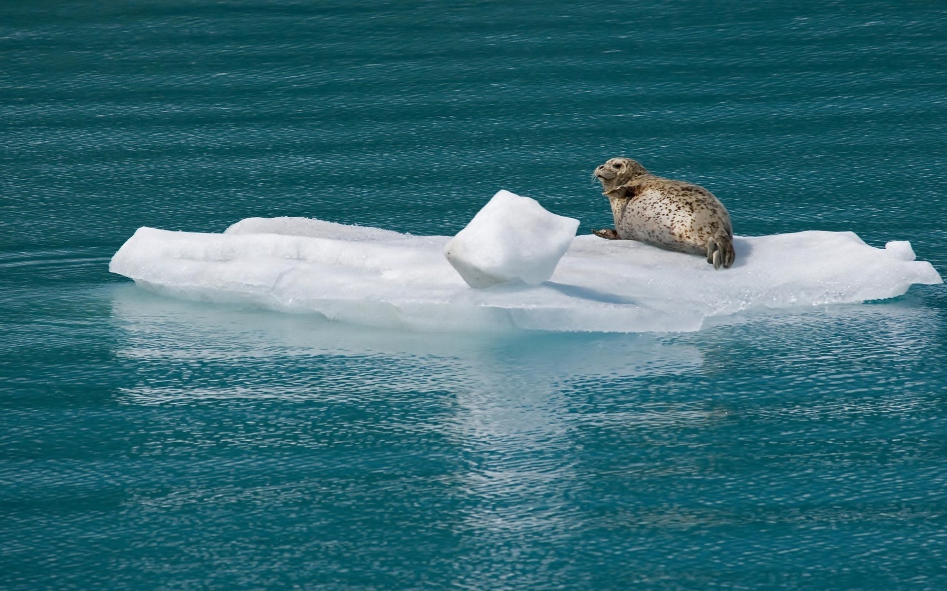 Ice animals. Северный Ледовитый океан белый медведь. Морские котики в Северном Ледовитом океане. Нерпа в Арктике. Тюлени в Арктике.